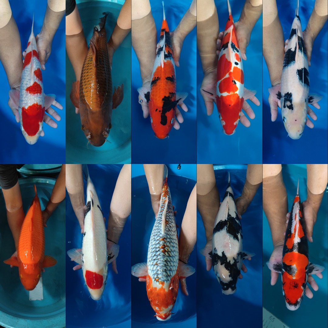 Lelang Koi Online, Jual Beli Ikan Koi, Pasar Koi Terbaik, Agen Lelang Koi, Penawaran Koi Berkualitas, Harga Jual Koi, Lelang Ikan Koi Import, Beli Koi Online, Jual Koi Murah, Koi Showroom, Penjual Koi Terpercaya, Lelang Koi Jakarta, Jual Koi Lokal, Koi Kualitas Unggul, Harga Terbaik Koi, Jual Koi Indukan, Lelang Ikan Hias Koi, Pasar Koi Indonesia, Beli Koi Berkualitas Tinggi, Koi Farm Terbesar, Jual Beli Koi Impor, Lelang Ikan Koi Kualitas Premium, Daftar Harga Koi Terbaru, Pusat Jual Beli Koi, Info Lelang Koi Hari Ini.