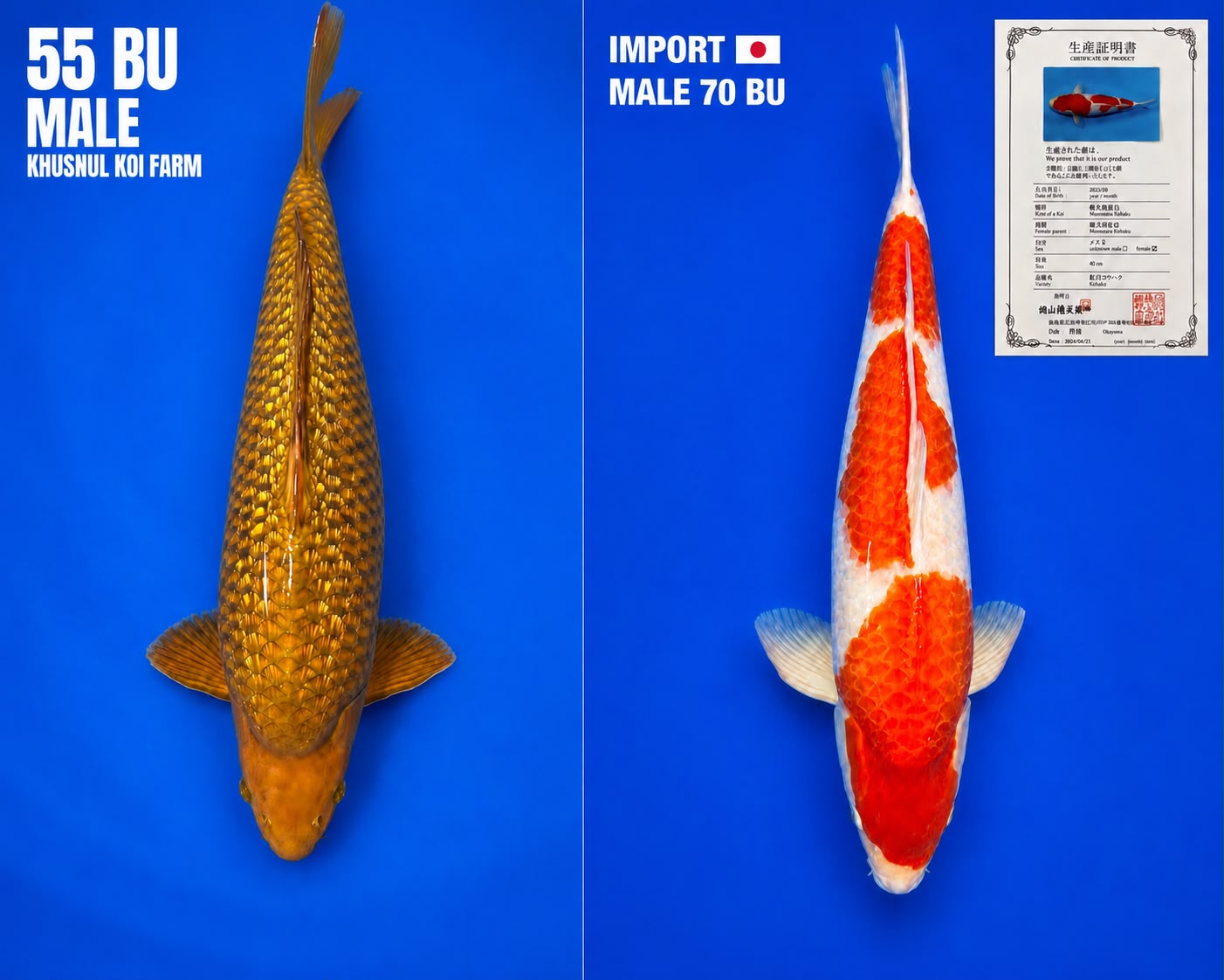 Lelang Koi Online, Jual Beli Ikan Koi, Pasar Koi Terbaik, Agen Lelang Koi, Penawaran Koi Berkualitas, Harga Jual Koi, Lelang Ikan Koi Import, Beli Koi Online, Jual Koi Murah, Koi Showroom, Penjual Koi Terpercaya, Lelang Koi Jakarta, Jual Koi Lokal, Koi Kualitas Unggul, Harga Terbaik Koi, Jual Koi Indukan, Lelang Ikan Hias Koi, Pasar Koi Indonesia, Beli Koi Berkualitas Tinggi, Koi Farm Terbesar, Jual Beli Koi Impor, Lelang Ikan Koi Kualitas Premium, Daftar Harga Koi Terbaru, Pusat Jual Beli Koi, Info Lelang Koi Hari Ini.