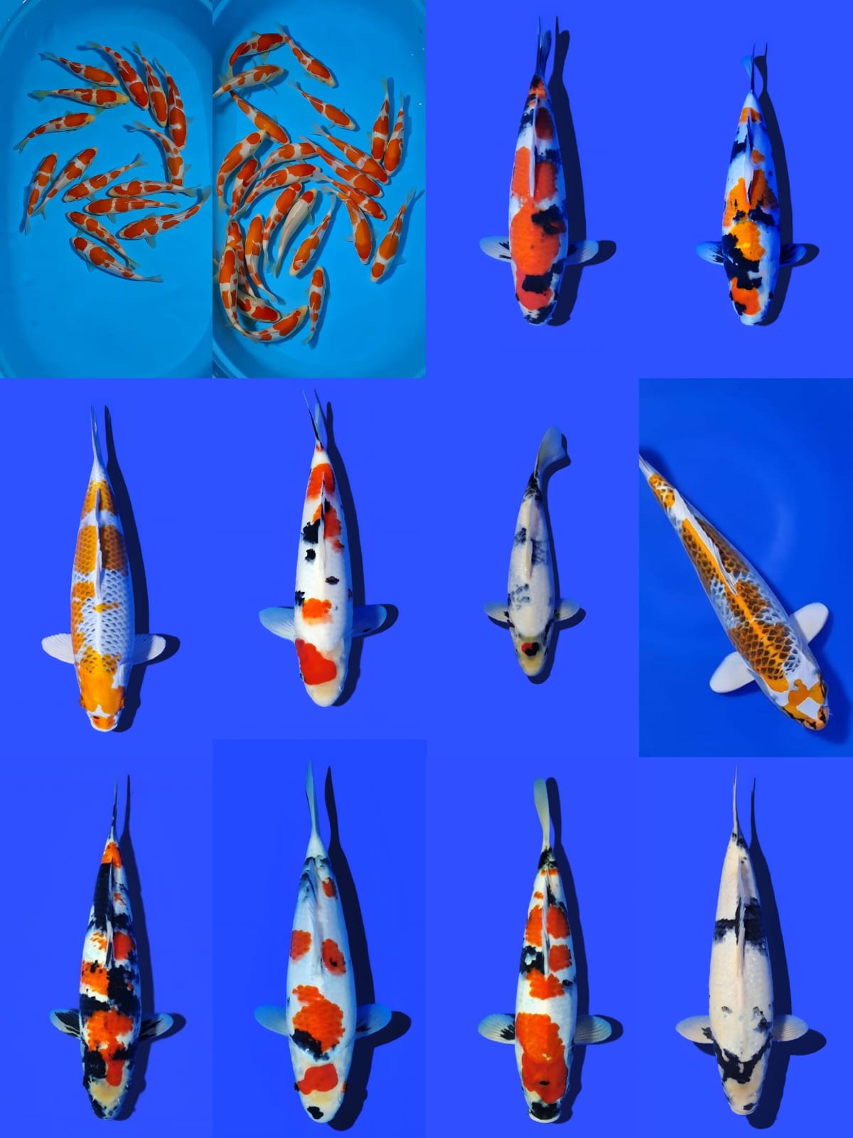 Lelang Koi Online, Jual Beli Ikan Koi, Pasar Koi Terbaik, Agen Lelang Koi, Penawaran Koi Berkualitas, Harga Jual Koi, Lelang Ikan Koi Import, Beli Koi Online, Jual Koi Murah, Koi Showroom, Penjual Koi Terpercaya, Lelang Koi Jakarta, Jual Koi Lokal, Koi Kualitas Unggul, Harga Terbaik Koi, Jual Koi Indukan, Lelang Ikan Hias Koi, Pasar Koi Indonesia, Beli Koi Berkualitas Tinggi, Koi Farm Terbesar, Jual Beli Koi Impor, Lelang Ikan Koi Kualitas Premium, Daftar Harga Koi Terbaru, Pusat Jual Beli Koi, Info Lelang Koi Hari Ini.