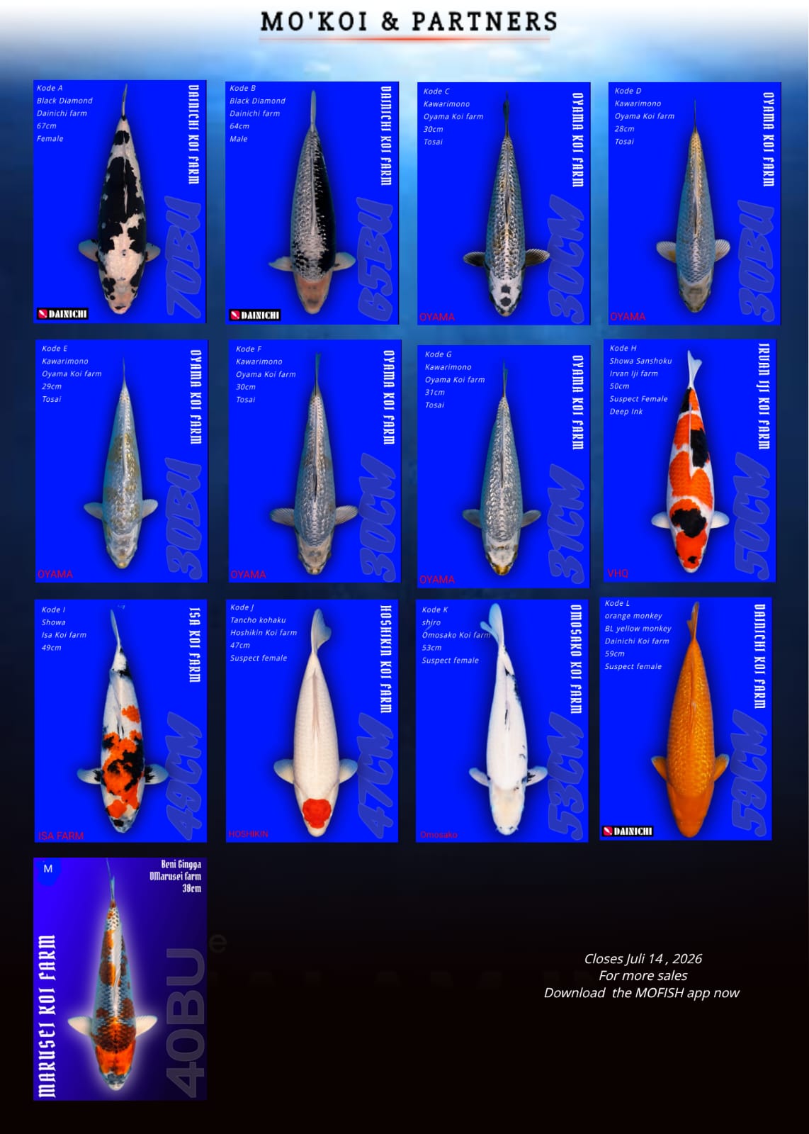 Lelang Koi Online, Jual Beli Ikan Koi, Pasar Koi Terbaik, Agen Lelang Koi, Penawaran Koi Berkualitas, Harga Jual Koi, Lelang Ikan Koi Import, Beli Koi Online, Jual Koi Murah, Koi Showroom, Penjual Koi Terpercaya, Lelang Koi Jakarta, Jual Koi Lokal, Koi Kualitas Unggul, Harga Terbaik Koi, Jual Koi Indukan, Lelang Ikan Hias Koi, Pasar Koi Indonesia, Beli Koi Berkualitas Tinggi, Koi Farm Terbesar, Jual Beli Koi Impor, Lelang Ikan Koi Kualitas Premium, Daftar Harga Koi Terbaru, Pusat Jual Beli Koi, Info Lelang Koi Hari Ini.