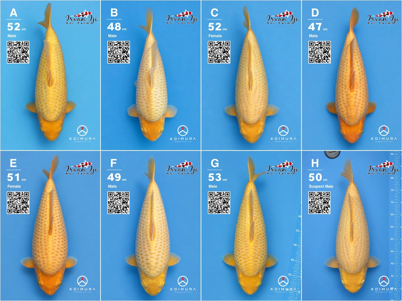 Lelang Koi Online, Jual Beli Ikan Koi, Pasar Koi Terbaik, Agen Lelang Koi, Penawaran Koi Berkualitas, Harga Jual Koi, Lelang Ikan Koi Import, Beli Koi Online, Jual Koi Murah, Koi Showroom, Penjual Koi Terpercaya, Lelang Koi Jakarta, Jual Koi Lokal, Koi Kualitas Unggul, Harga Terbaik Koi, Jual Koi Indukan, Lelang Ikan Hias Koi, Pasar Koi Indonesia, Beli Koi Berkualitas Tinggi, Koi Farm Terbesar, Jual Beli Koi Impor, Lelang Ikan Koi Kualitas Premium, Daftar Harga Koi Terbaru, Pusat Jual Beli Koi, Info Lelang Koi Hari Ini.