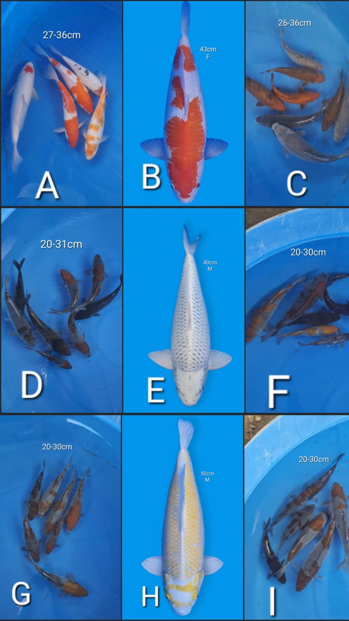 Lelang Koi Online, Jual Beli Ikan Koi, Pasar Koi Terbaik, Agen Lelang Koi, Penawaran Koi Berkualitas, Harga Jual Koi, Lelang Ikan Koi Import, Beli Koi Online, Jual Koi Murah, Koi Showroom, Penjual Koi Terpercaya, Lelang Koi Jakarta, Jual Koi Lokal, Koi Kualitas Unggul, Harga Terbaik Koi, Jual Koi Indukan, Lelang Ikan Hias Koi, Pasar Koi Indonesia, Beli Koi Berkualitas Tinggi, Koi Farm Terbesar, Jual Beli Koi Impor, Lelang Ikan Koi Kualitas Premium, Daftar Harga Koi Terbaru, Pusat Jual Beli Koi, Info Lelang Koi Hari Ini.