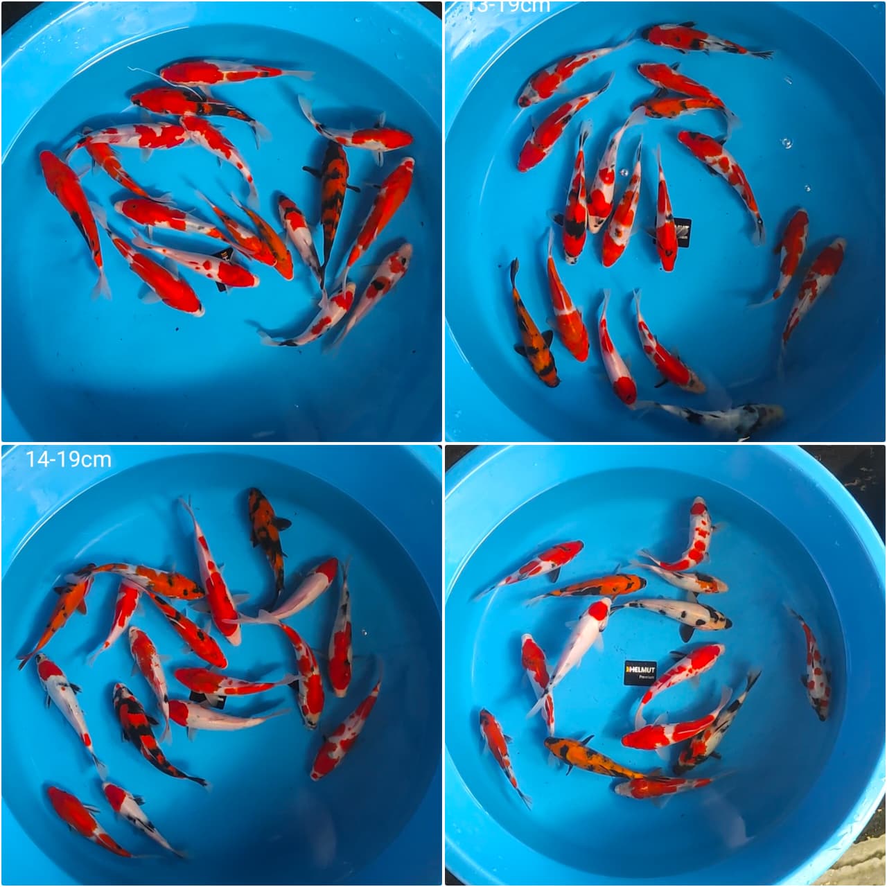 Lelang Koi Online, Jual Beli Ikan Koi, Pasar Koi Terbaik, Agen Lelang Koi, Penawaran Koi Berkualitas, Harga Jual Koi, Lelang Ikan Koi Import, Beli Koi Online, Jual Koi Murah, Koi Showroom, Penjual Koi Terpercaya, Lelang Koi Jakarta, Jual Koi Lokal, Koi Kualitas Unggul, Harga Terbaik Koi, Jual Koi Indukan, Lelang Ikan Hias Koi, Pasar Koi Indonesia, Beli Koi Berkualitas Tinggi, Koi Farm Terbesar, Jual Beli Koi Impor, Lelang Ikan Koi Kualitas Premium, Daftar Harga Koi Terbaru, Pusat Jual Beli Koi, Info Lelang Koi Hari Ini.