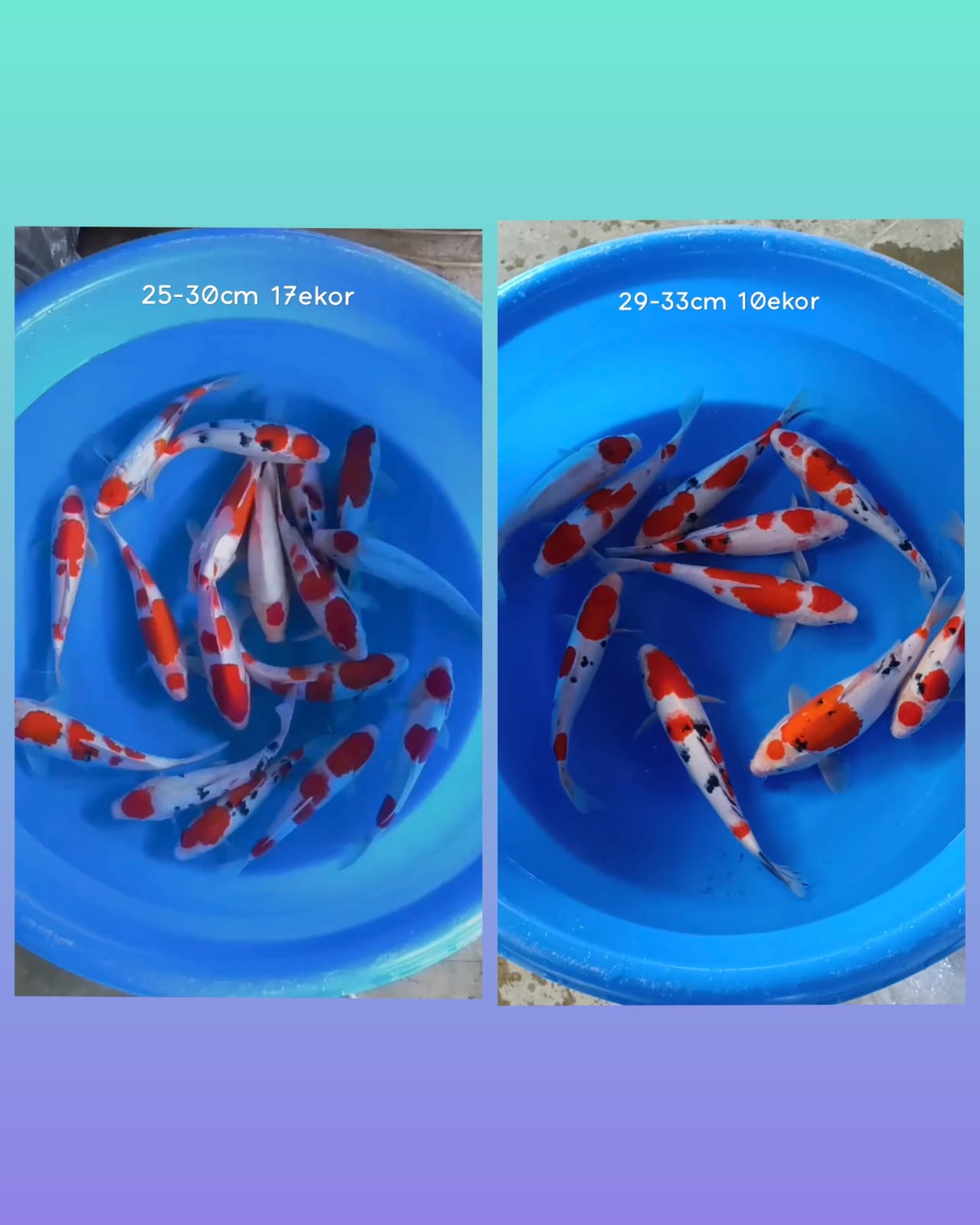 Lelang Koi Online, Jual Beli Ikan Koi, Pasar Koi Terbaik, Agen Lelang Koi, Penawaran Koi Berkualitas, Harga Jual Koi, Lelang Ikan Koi Import, Beli Koi Online, Jual Koi Murah, Koi Showroom, Penjual Koi Terpercaya, Lelang Koi Jakarta, Jual Koi Lokal, Koi Kualitas Unggul, Harga Terbaik Koi, Jual Koi Indukan, Lelang Ikan Hias Koi, Pasar Koi Indonesia, Beli Koi Berkualitas Tinggi, Koi Farm Terbesar, Jual Beli Koi Impor, Lelang Ikan Koi Kualitas Premium, Daftar Harga Koi Terbaru, Pusat Jual Beli Koi, Info Lelang Koi Hari Ini.