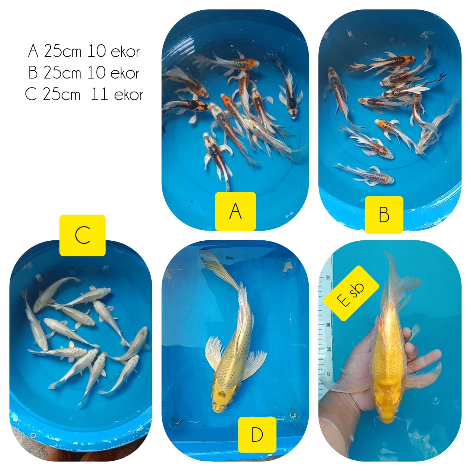 Lelang Koi Online, Jual Beli Ikan Koi, Pasar Koi Terbaik, Agen Lelang Koi, Penawaran Koi Berkualitas, Harga Jual Koi, Lelang Ikan Koi Import, Beli Koi Online, Jual Koi Murah, Koi Showroom, Penjual Koi Terpercaya, Lelang Koi Jakarta, Jual Koi Lokal, Koi Kualitas Unggul, Harga Terbaik Koi, Jual Koi Indukan, Lelang Ikan Hias Koi, Pasar Koi Indonesia, Beli Koi Berkualitas Tinggi, Koi Farm Terbesar, Jual Beli Koi Impor, Lelang Ikan Koi Kualitas Premium, Daftar Harga Koi Terbaru, Pusat Jual Beli Koi, Info Lelang Koi Hari Ini.