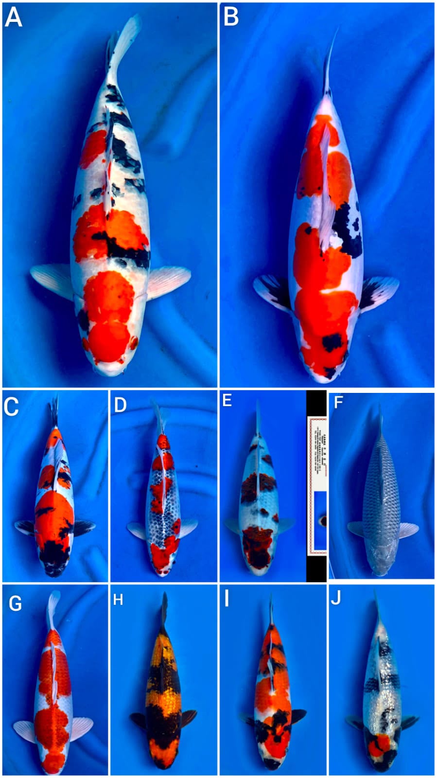 Lelang Koi Online, Jual Beli Ikan Koi, Pasar Koi Terbaik, Agen Lelang Koi, Penawaran Koi Berkualitas, Harga Jual Koi, Lelang Ikan Koi Import, Beli Koi Online, Jual Koi Murah, Koi Showroom, Penjual Koi Terpercaya, Lelang Koi Jakarta, Jual Koi Lokal, Koi Kualitas Unggul, Harga Terbaik Koi, Jual Koi Indukan, Lelang Ikan Hias Koi, Pasar Koi Indonesia, Beli Koi Berkualitas Tinggi, Koi Farm Terbesar, Jual Beli Koi Impor, Lelang Ikan Koi Kualitas Premium, Daftar Harga Koi Terbaru, Pusat Jual Beli Koi, Info Lelang Koi Hari Ini.
