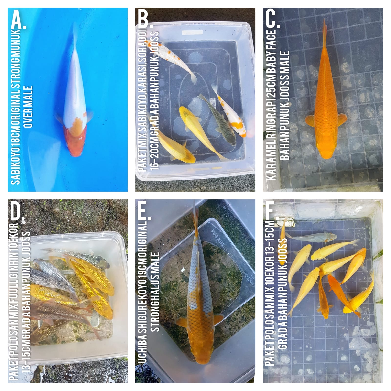 Lelang Koi Online, Jual Beli Ikan Koi, Pasar Koi Terbaik, Agen Lelang Koi, Penawaran Koi Berkualitas, Harga Jual Koi, Lelang Ikan Koi Import, Beli Koi Online, Jual Koi Murah, Koi Showroom, Penjual Koi Terpercaya, Lelang Koi Jakarta, Jual Koi Lokal, Koi Kualitas Unggul, Harga Terbaik Koi, Jual Koi Indukan, Lelang Ikan Hias Koi, Pasar Koi Indonesia, Beli Koi Berkualitas Tinggi, Koi Farm Terbesar, Jual Beli Koi Impor, Lelang Ikan Koi Kualitas Premium, Daftar Harga Koi Terbaru, Pusat Jual Beli Koi, Info Lelang Koi Hari Ini.