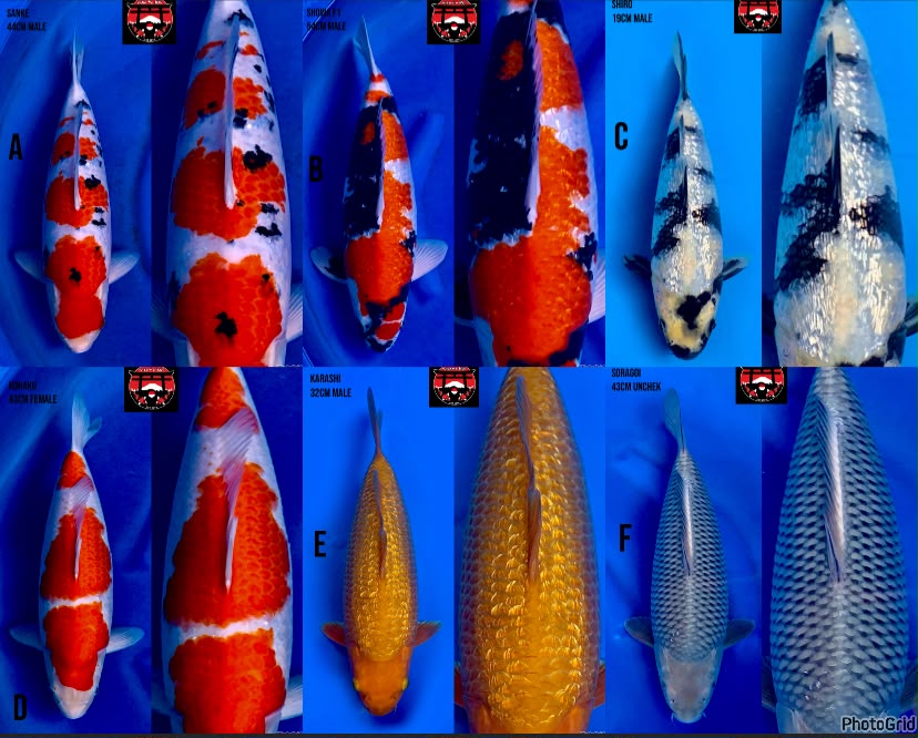 Lelang Koi Online, Jual Beli Ikan Koi, Pasar Koi Terbaik, Agen Lelang Koi, Penawaran Koi Berkualitas, Harga Jual Koi, Lelang Ikan Koi Import, Beli Koi Online, Jual Koi Murah, Koi Showroom, Penjual Koi Terpercaya, Lelang Koi Jakarta, Jual Koi Lokal, Koi Kualitas Unggul, Harga Terbaik Koi, Jual Koi Indukan, Lelang Ikan Hias Koi, Pasar Koi Indonesia, Beli Koi Berkualitas Tinggi, Koi Farm Terbesar, Jual Beli Koi Impor, Lelang Ikan Koi Kualitas Premium, Daftar Harga Koi Terbaru, Pusat Jual Beli Koi, Info Lelang Koi Hari Ini.
