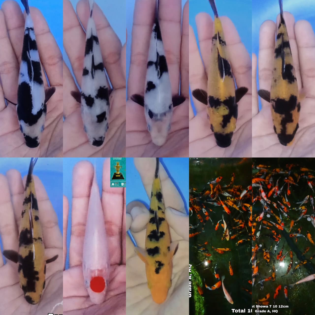 Lelang Koi Online, Jual Beli Ikan Koi, Pasar Koi Terbaik, Agen Lelang Koi, Penawaran Koi Berkualitas, Harga Jual Koi, Lelang Ikan Koi Import, Beli Koi Online, Jual Koi Murah, Koi Showroom, Penjual Koi Terpercaya, Lelang Koi Jakarta, Jual Koi Lokal, Koi Kualitas Unggul, Harga Terbaik Koi, Jual Koi Indukan, Lelang Ikan Hias Koi, Pasar Koi Indonesia, Beli Koi Berkualitas Tinggi, Koi Farm Terbesar, Jual Beli Koi Impor, Lelang Ikan Koi Kualitas Premium, Daftar Harga Koi Terbaru, Pusat Jual Beli Koi, Info Lelang Koi Hari Ini.