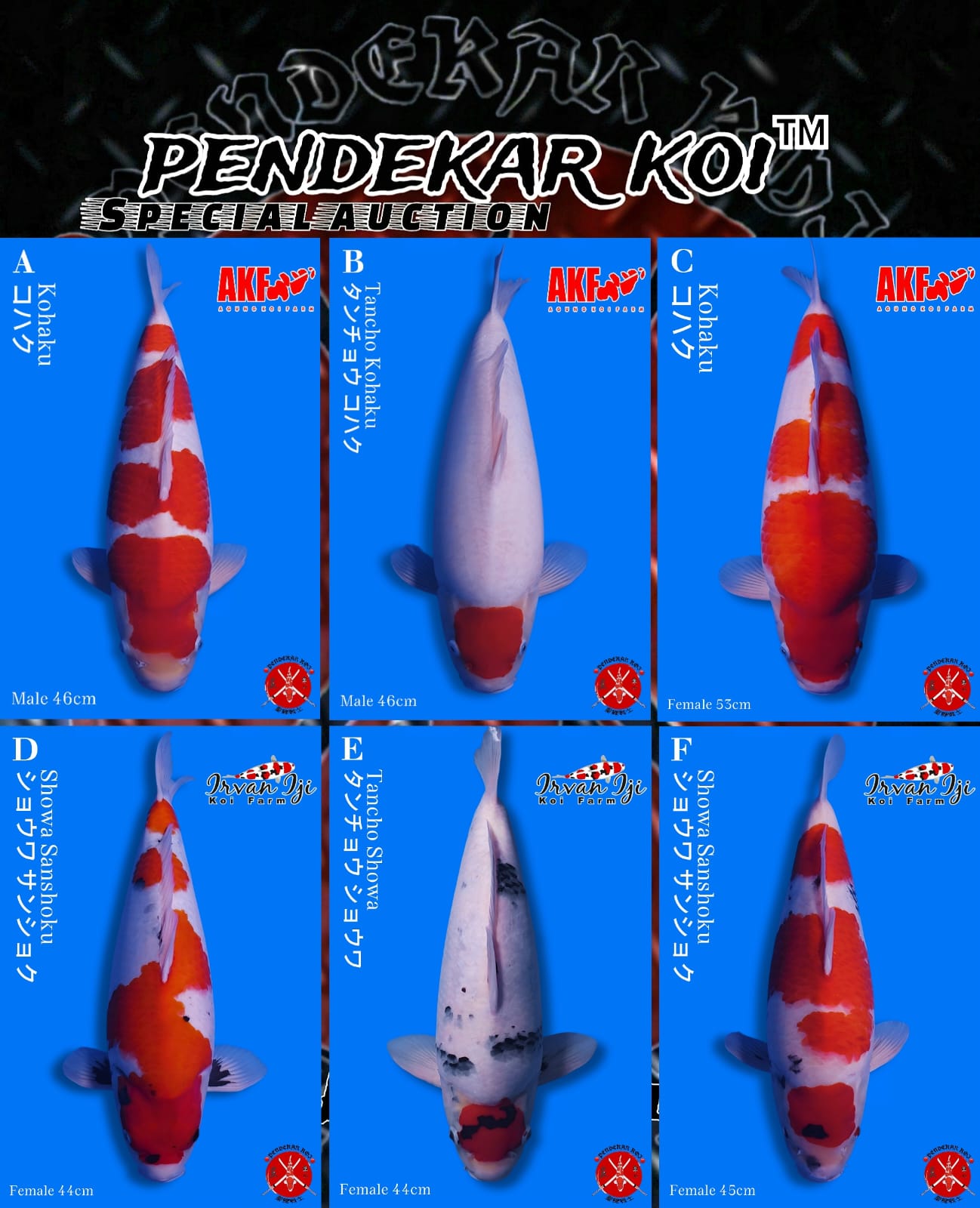 Lelang Koi Online, Jual Beli Ikan Koi, Pasar Koi Terbaik, Agen Lelang Koi, Penawaran Koi Berkualitas, Harga Jual Koi, Lelang Ikan Koi Import, Beli Koi Online, Jual Koi Murah, Koi Showroom, Penjual Koi Terpercaya, Lelang Koi Jakarta, Jual Koi Lokal, Koi Kualitas Unggul, Harga Terbaik Koi, Jual Koi Indukan, Lelang Ikan Hias Koi, Pasar Koi Indonesia, Beli Koi Berkualitas Tinggi, Koi Farm Terbesar, Jual Beli Koi Impor, Lelang Ikan Koi Kualitas Premium, Daftar Harga Koi Terbaru, Pusat Jual Beli Koi, Info Lelang Koi Hari Ini.
