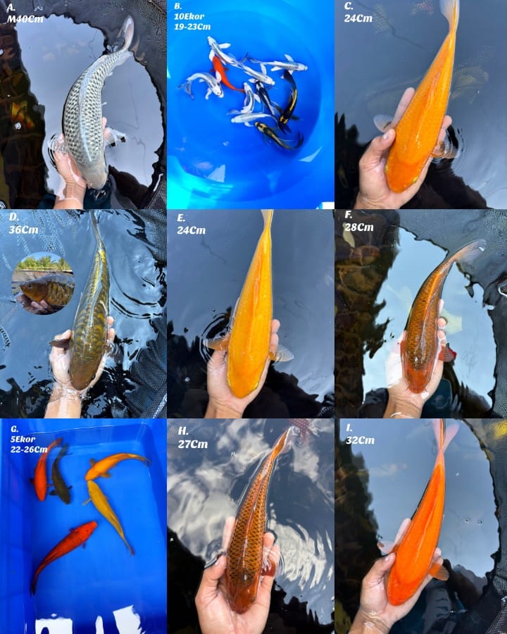 Lelang Koi Online, Jual Beli Ikan Koi, Pasar Koi Terbaik, Agen Lelang Koi, Penawaran Koi Berkualitas, Harga Jual Koi, Lelang Ikan Koi Import, Beli Koi Online, Jual Koi Murah, Koi Showroom, Penjual Koi Terpercaya, Lelang Koi Jakarta, Jual Koi Lokal, Koi Kualitas Unggul, Harga Terbaik Koi, Jual Koi Indukan, Lelang Ikan Hias Koi, Pasar Koi Indonesia, Beli Koi Berkualitas Tinggi, Koi Farm Terbesar, Jual Beli Koi Impor, Lelang Ikan Koi Kualitas Premium, Daftar Harga Koi Terbaru, Pusat Jual Beli Koi, Info Lelang Koi Hari Ini.