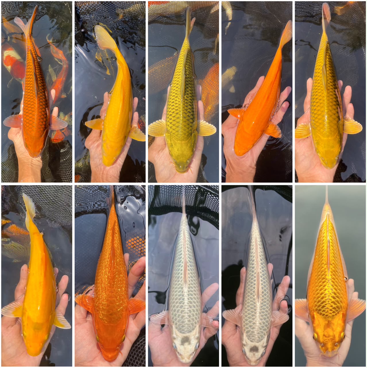 Lelang Koi Online, Jual Beli Ikan Koi, Pasar Koi Terbaik, Agen Lelang Koi, Penawaran Koi Berkualitas, Harga Jual Koi, Lelang Ikan Koi Import, Beli Koi Online, Jual Koi Murah, Koi Showroom, Penjual Koi Terpercaya, Lelang Koi Jakarta, Jual Koi Lokal, Koi Kualitas Unggul, Harga Terbaik Koi, Jual Koi Indukan, Lelang Ikan Hias Koi, Pasar Koi Indonesia, Beli Koi Berkualitas Tinggi, Koi Farm Terbesar, Jual Beli Koi Impor, Lelang Ikan Koi Kualitas Premium, Daftar Harga Koi Terbaru, Pusat Jual Beli Koi, Info Lelang Koi Hari Ini.