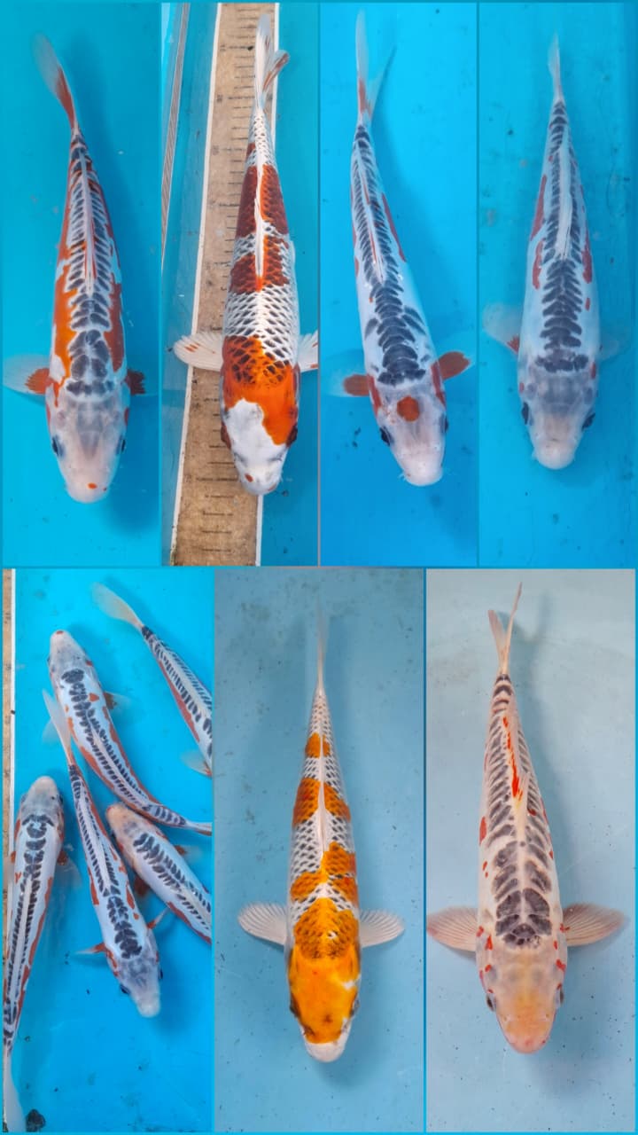 Lelang Koi Online, Jual Beli Ikan Koi, Pasar Koi Terbaik, Agen Lelang Koi, Penawaran Koi Berkualitas, Harga Jual Koi, Lelang Ikan Koi Import, Beli Koi Online, Jual Koi Murah, Koi Showroom, Penjual Koi Terpercaya, Lelang Koi Jakarta, Jual Koi Lokal, Koi Kualitas Unggul, Harga Terbaik Koi, Jual Koi Indukan, Lelang Ikan Hias Koi, Pasar Koi Indonesia, Beli Koi Berkualitas Tinggi, Koi Farm Terbesar, Jual Beli Koi Impor, Lelang Ikan Koi Kualitas Premium, Daftar Harga Koi Terbaru, Pusat Jual Beli Koi, Info Lelang Koi Hari Ini.