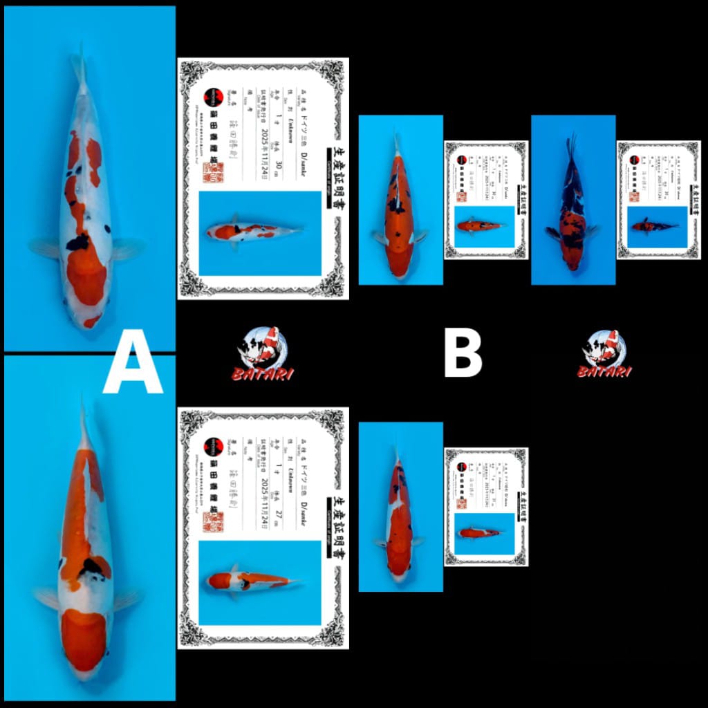 Lelang Koi Online, Jual Beli Ikan Koi, Pasar Koi Terbaik, Agen Lelang Koi, Penawaran Koi Berkualitas, Harga Jual Koi, Lelang Ikan Koi Import, Beli Koi Online, Jual Koi Murah, Koi Showroom, Penjual Koi Terpercaya, Lelang Koi Jakarta, Jual Koi Lokal, Koi Kualitas Unggul, Harga Terbaik Koi, Jual Koi Indukan, Lelang Ikan Hias Koi, Pasar Koi Indonesia, Beli Koi Berkualitas Tinggi, Koi Farm Terbesar, Jual Beli Koi Impor, Lelang Ikan Koi Kualitas Premium, Daftar Harga Koi Terbaru, Pusat Jual Beli Koi, Info Lelang Koi Hari Ini.