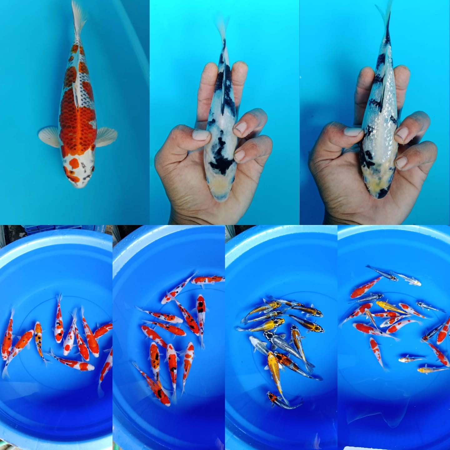 Lelang Koi Online, Jual Beli Ikan Koi, Pasar Koi Terbaik, Agen Lelang Koi, Penawaran Koi Berkualitas, Harga Jual Koi, Lelang Ikan Koi Import, Beli Koi Online, Jual Koi Murah, Koi Showroom, Penjual Koi Terpercaya, Lelang Koi Jakarta, Jual Koi Lokal, Koi Kualitas Unggul, Harga Terbaik Koi, Jual Koi Indukan, Lelang Ikan Hias Koi, Pasar Koi Indonesia, Beli Koi Berkualitas Tinggi, Koi Farm Terbesar, Jual Beli Koi Impor, Lelang Ikan Koi Kualitas Premium, Daftar Harga Koi Terbaru, Pusat Jual Beli Koi, Info Lelang Koi Hari Ini.
