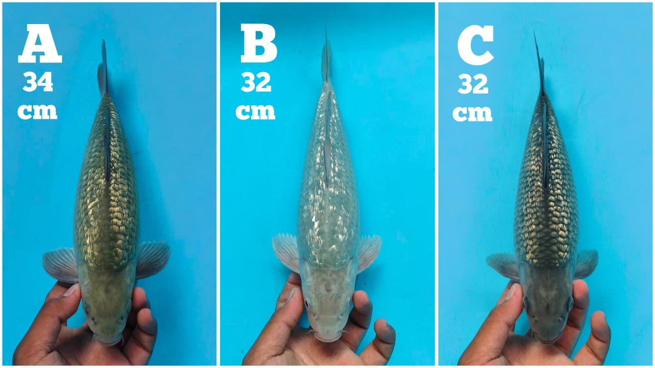 Lelang Koi Online, Jual Beli Ikan Koi, Pasar Koi Terbaik, Agen Lelang Koi, Penawaran Koi Berkualitas, Harga Jual Koi, Lelang Ikan Koi Import, Beli Koi Online, Jual Koi Murah, Koi Showroom, Penjual Koi Terpercaya, Lelang Koi Jakarta, Jual Koi Lokal, Koi Kualitas Unggul, Harga Terbaik Koi, Jual Koi Indukan, Lelang Ikan Hias Koi, Pasar Koi Indonesia, Beli Koi Berkualitas Tinggi, Koi Farm Terbesar, Jual Beli Koi Impor, Lelang Ikan Koi Kualitas Premium, Daftar Harga Koi Terbaru, Pusat Jual Beli Koi, Info Lelang Koi Hari Ini.
