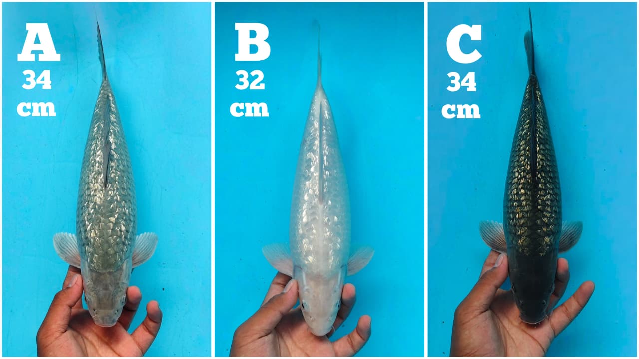 Lelang Koi Online, Jual Beli Ikan Koi, Pasar Koi Terbaik, Agen Lelang Koi, Penawaran Koi Berkualitas, Harga Jual Koi, Lelang Ikan Koi Import, Beli Koi Online, Jual Koi Murah, Koi Showroom, Penjual Koi Terpercaya, Lelang Koi Jakarta, Jual Koi Lokal, Koi Kualitas Unggul, Harga Terbaik Koi, Jual Koi Indukan, Lelang Ikan Hias Koi, Pasar Koi Indonesia, Beli Koi Berkualitas Tinggi, Koi Farm Terbesar, Jual Beli Koi Impor, Lelang Ikan Koi Kualitas Premium, Daftar Harga Koi Terbaru, Pusat Jual Beli Koi, Info Lelang Koi Hari Ini.