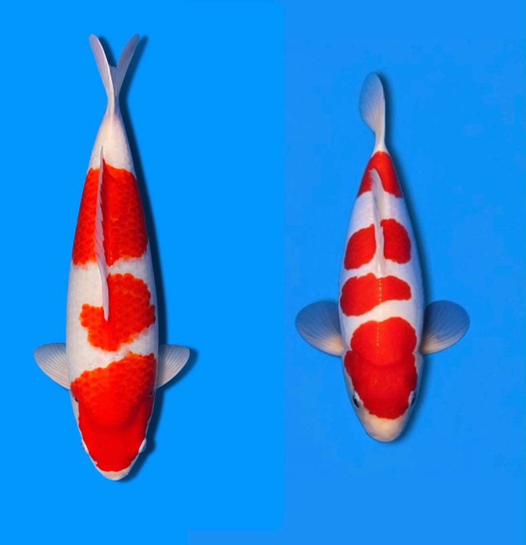 Lelang Koi Online, Jual Beli Ikan Koi, Pasar Koi Terbaik, Agen Lelang Koi, Penawaran Koi Berkualitas, Harga Jual Koi, Lelang Ikan Koi Import, Beli Koi Online, Jual Koi Murah, Koi Showroom, Penjual Koi Terpercaya, Lelang Koi Jakarta, Jual Koi Lokal, Koi Kualitas Unggul, Harga Terbaik Koi, Jual Koi Indukan, Lelang Ikan Hias Koi, Pasar Koi Indonesia, Beli Koi Berkualitas Tinggi, Koi Farm Terbesar, Jual Beli Koi Impor, Lelang Ikan Koi Kualitas Premium, Daftar Harga Koi Terbaru, Pusat Jual Beli Koi, Info Lelang Koi Hari Ini.