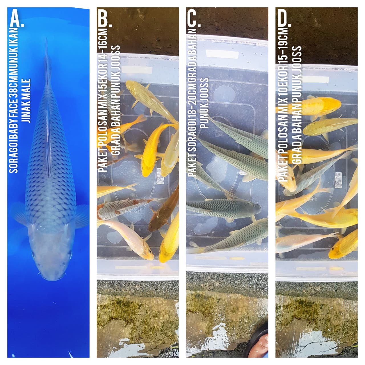 Lelang Koi Online, Jual Beli Ikan Koi, Pasar Koi Terbaik, Agen Lelang Koi, Penawaran Koi Berkualitas, Harga Jual Koi, Lelang Ikan Koi Import, Beli Koi Online, Jual Koi Murah, Koi Showroom, Penjual Koi Terpercaya, Lelang Koi Jakarta, Jual Koi Lokal, Koi Kualitas Unggul, Harga Terbaik Koi, Jual Koi Indukan, Lelang Ikan Hias Koi, Pasar Koi Indonesia, Beli Koi Berkualitas Tinggi, Koi Farm Terbesar, Jual Beli Koi Impor, Lelang Ikan Koi Kualitas Premium, Daftar Harga Koi Terbaru, Pusat Jual Beli Koi, Info Lelang Koi Hari Ini.