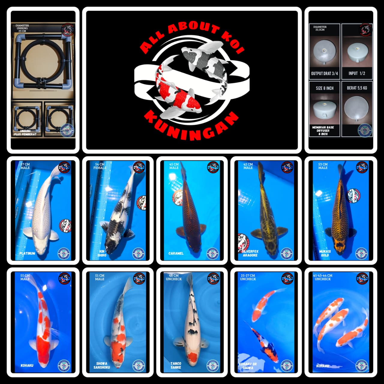 Lelang Koi Online, Jual Beli Ikan Koi, Pasar Koi Terbaik, Agen Lelang Koi, Penawaran Koi Berkualitas, Harga Jual Koi, Lelang Ikan Koi Import, Beli Koi Online, Jual Koi Murah, Koi Showroom, Penjual Koi Terpercaya, Lelang Koi Jakarta, Jual Koi Lokal, Koi Kualitas Unggul, Harga Terbaik Koi, Jual Koi Indukan, Lelang Ikan Hias Koi, Pasar Koi Indonesia, Beli Koi Berkualitas Tinggi, Koi Farm Terbesar, Jual Beli Koi Impor, Lelang Ikan Koi Kualitas Premium, Daftar Harga Koi Terbaru, Pusat Jual Beli Koi, Info Lelang Koi Hari Ini.