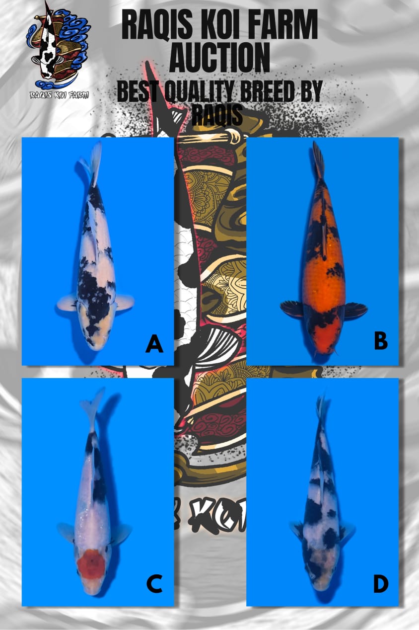 Lelang Koi Online, Jual Beli Ikan Koi, Pasar Koi Terbaik, Agen Lelang Koi, Penawaran Koi Berkualitas, Harga Jual Koi, Lelang Ikan Koi Import, Beli Koi Online, Jual Koi Murah, Koi Showroom, Penjual Koi Terpercaya, Lelang Koi Jakarta, Jual Koi Lokal, Koi Kualitas Unggul, Harga Terbaik Koi, Jual Koi Indukan, Lelang Ikan Hias Koi, Pasar Koi Indonesia, Beli Koi Berkualitas Tinggi, Koi Farm Terbesar, Jual Beli Koi Impor, Lelang Ikan Koi Kualitas Premium, Daftar Harga Koi Terbaru, Pusat Jual Beli Koi, Info Lelang Koi Hari Ini.