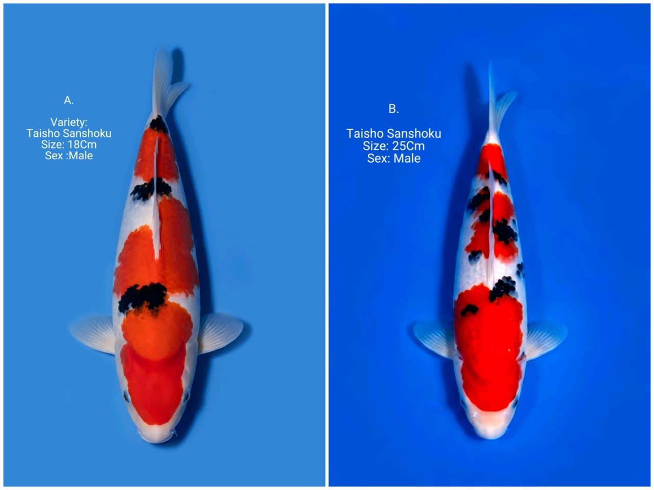 Lelang Koi Online, Jual Beli Ikan Koi, Pasar Koi Terbaik, Agen Lelang Koi, Penawaran Koi Berkualitas, Harga Jual Koi, Lelang Ikan Koi Import, Beli Koi Online, Jual Koi Murah, Koi Showroom, Penjual Koi Terpercaya, Lelang Koi Jakarta, Jual Koi Lokal, Koi Kualitas Unggul, Harga Terbaik Koi, Jual Koi Indukan, Lelang Ikan Hias Koi, Pasar Koi Indonesia, Beli Koi Berkualitas Tinggi, Koi Farm Terbesar, Jual Beli Koi Impor, Lelang Ikan Koi Kualitas Premium, Daftar Harga Koi Terbaru, Pusat Jual Beli Koi, Info Lelang Koi Hari Ini.