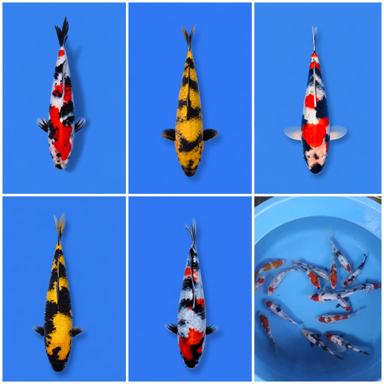 Lelang Koi Online, Jual Beli Ikan Koi, Pasar Koi Terbaik, Agen Lelang Koi, Penawaran Koi Berkualitas, Harga Jual Koi, Lelang Ikan Koi Import, Beli Koi Online, Jual Koi Murah, Koi Showroom, Penjual Koi Terpercaya, Lelang Koi Jakarta, Jual Koi Lokal, Koi Kualitas Unggul, Harga Terbaik Koi, Jual Koi Indukan, Lelang Ikan Hias Koi, Pasar Koi Indonesia, Beli Koi Berkualitas Tinggi, Koi Farm Terbesar, Jual Beli Koi Impor, Lelang Ikan Koi Kualitas Premium, Daftar Harga Koi Terbaru, Pusat Jual Beli Koi, Info Lelang Koi Hari Ini.