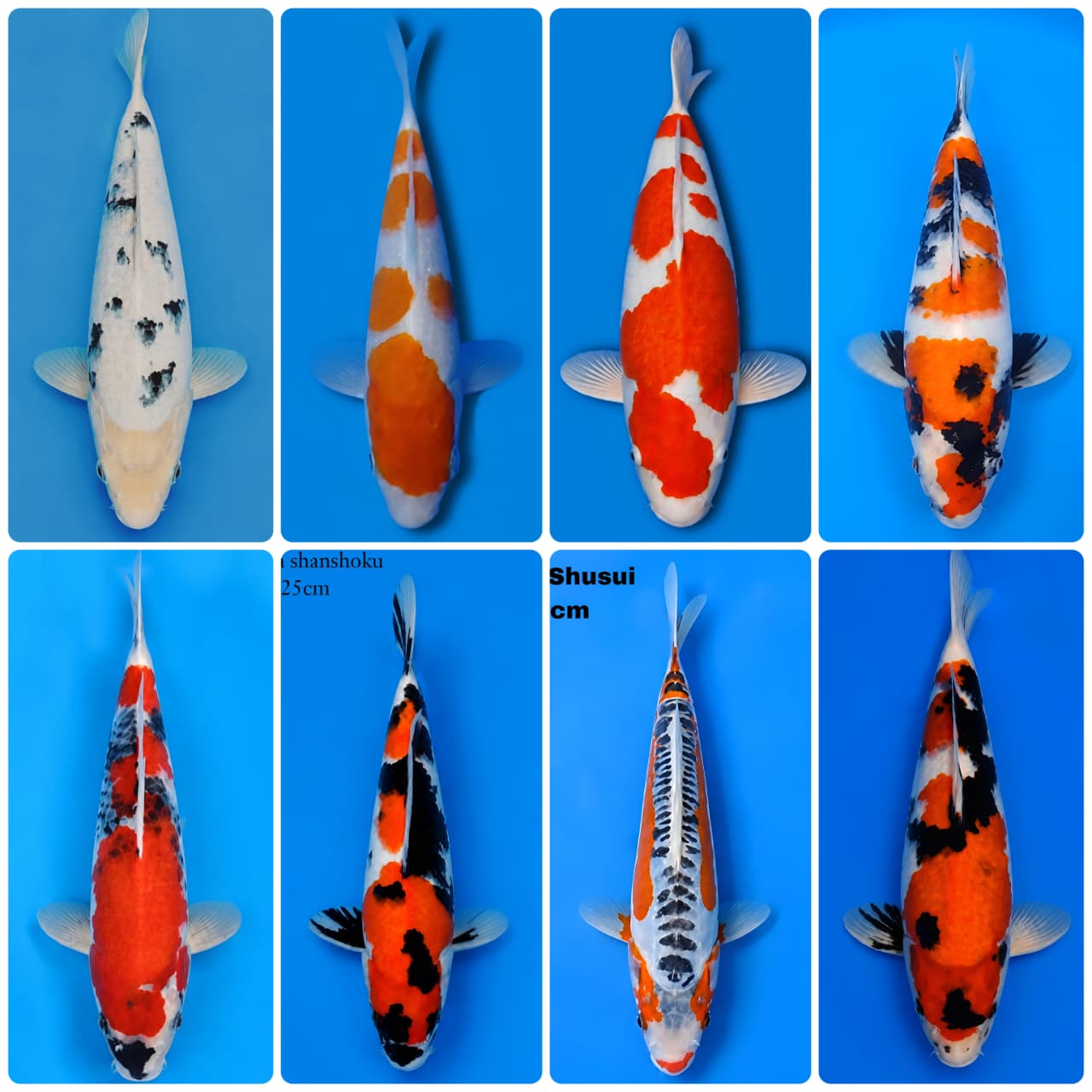 Lelang Koi Online, Jual Beli Ikan Koi, Pasar Koi Terbaik, Agen Lelang Koi, Penawaran Koi Berkualitas, Harga Jual Koi, Lelang Ikan Koi Import, Beli Koi Online, Jual Koi Murah, Koi Showroom, Penjual Koi Terpercaya, Lelang Koi Jakarta, Jual Koi Lokal, Koi Kualitas Unggul, Harga Terbaik Koi, Jual Koi Indukan, Lelang Ikan Hias Koi, Pasar Koi Indonesia, Beli Koi Berkualitas Tinggi, Koi Farm Terbesar, Jual Beli Koi Impor, Lelang Ikan Koi Kualitas Premium, Daftar Harga Koi Terbaru, Pusat Jual Beli Koi, Info Lelang Koi Hari Ini.