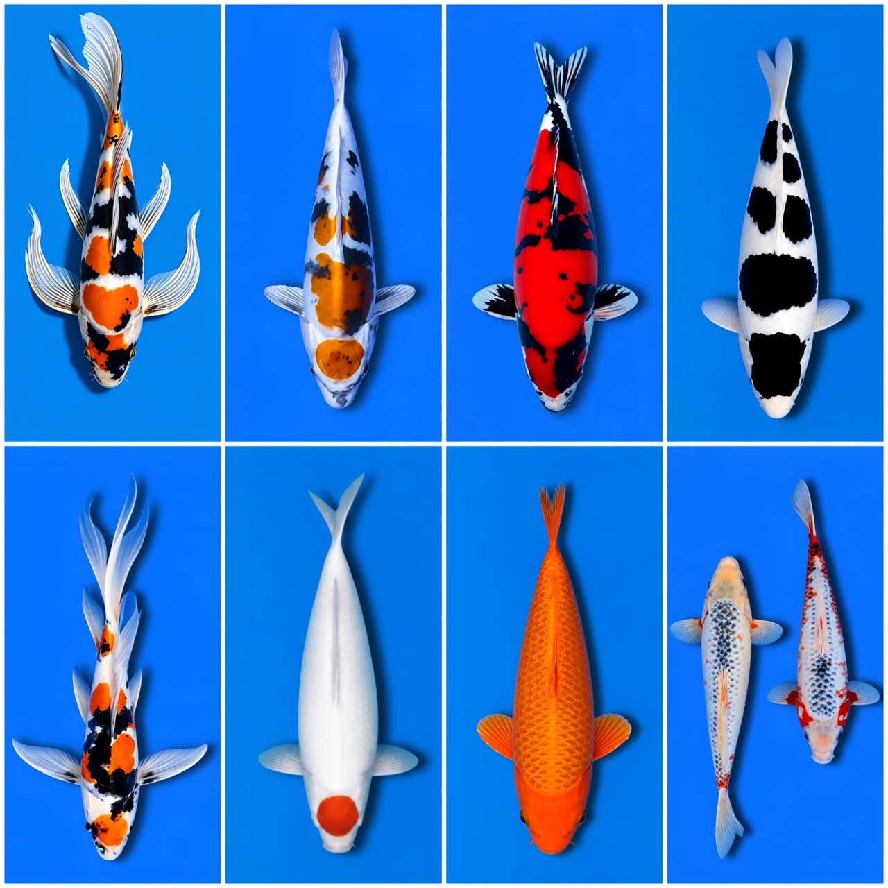 Lelang Koi Online, Jual Beli Ikan Koi, Pasar Koi Terbaik, Agen Lelang Koi, Penawaran Koi Berkualitas, Harga Jual Koi, Lelang Ikan Koi Import, Beli Koi Online, Jual Koi Murah, Koi Showroom, Penjual Koi Terpercaya, Lelang Koi Jakarta, Jual Koi Lokal, Koi Kualitas Unggul, Harga Terbaik Koi, Jual Koi Indukan, Lelang Ikan Hias Koi, Pasar Koi Indonesia, Beli Koi Berkualitas Tinggi, Koi Farm Terbesar, Jual Beli Koi Impor, Lelang Ikan Koi Kualitas Premium, Daftar Harga Koi Terbaru, Pusat Jual Beli Koi, Info Lelang Koi Hari Ini.