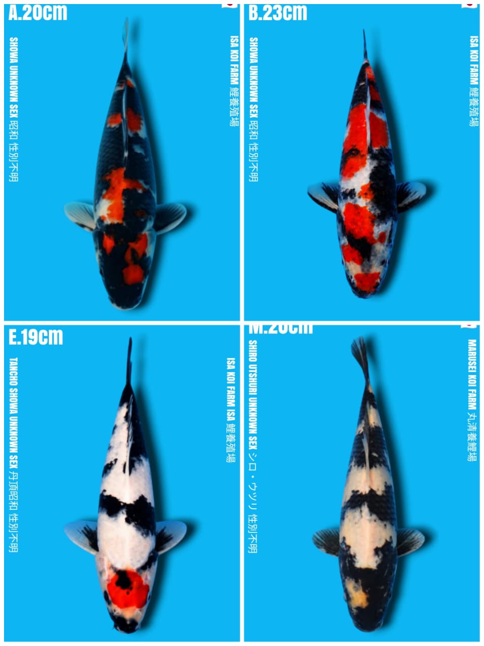 Lelang Koi Online, Jual Beli Ikan Koi, Pasar Koi Terbaik, Agen Lelang Koi, Penawaran Koi Berkualitas, Harga Jual Koi, Lelang Ikan Koi Import, Beli Koi Online, Jual Koi Murah, Koi Showroom, Penjual Koi Terpercaya, Lelang Koi Jakarta, Jual Koi Lokal, Koi Kualitas Unggul, Harga Terbaik Koi, Jual Koi Indukan, Lelang Ikan Hias Koi, Pasar Koi Indonesia, Beli Koi Berkualitas Tinggi, Koi Farm Terbesar, Jual Beli Koi Impor, Lelang Ikan Koi Kualitas Premium, Daftar Harga Koi Terbaru, Pusat Jual Beli Koi, Info Lelang Koi Hari Ini.