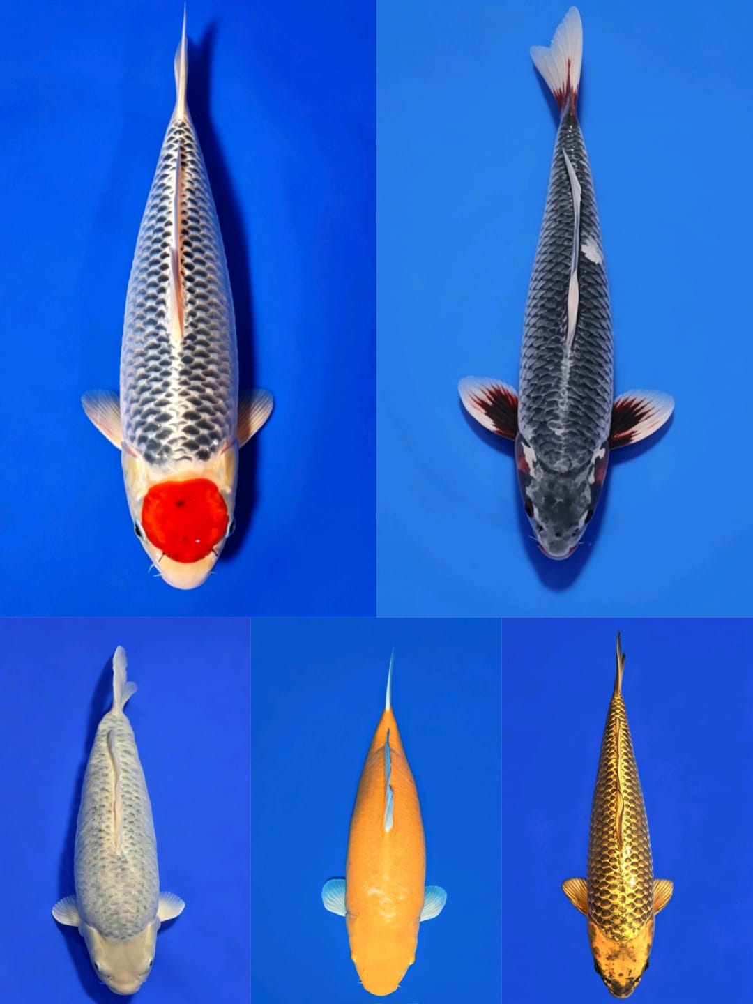 Lelang Koi Online, Jual Beli Ikan Koi, Pasar Koi Terbaik, Agen Lelang Koi, Penawaran Koi Berkualitas, Harga Jual Koi, Lelang Ikan Koi Import, Beli Koi Online, Jual Koi Murah, Koi Showroom, Penjual Koi Terpercaya, Lelang Koi Jakarta, Jual Koi Lokal, Koi Kualitas Unggul, Harga Terbaik Koi, Jual Koi Indukan, Lelang Ikan Hias Koi, Pasar Koi Indonesia, Beli Koi Berkualitas Tinggi, Koi Farm Terbesar, Jual Beli Koi Impor, Lelang Ikan Koi Kualitas Premium, Daftar Harga Koi Terbaru, Pusat Jual Beli Koi, Info Lelang Koi Hari Ini.