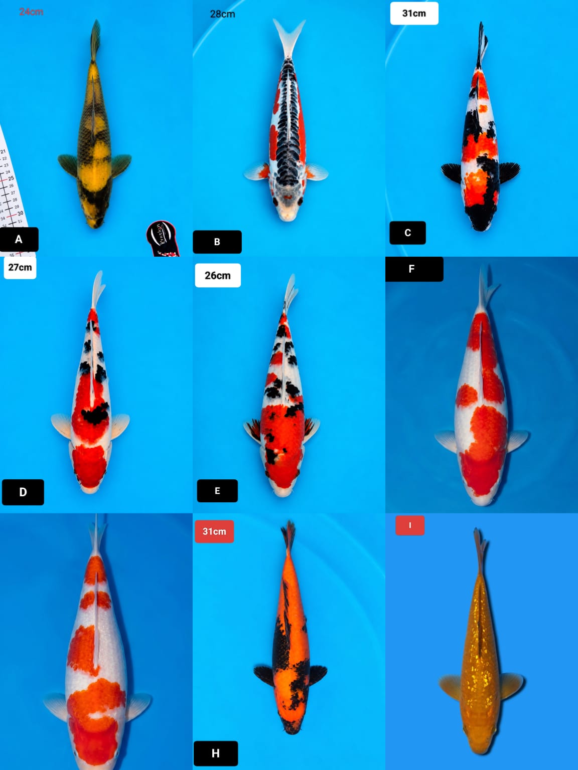 Lelang Koi Online, Jual Beli Ikan Koi, Pasar Koi Terbaik, Agen Lelang Koi, Penawaran Koi Berkualitas, Harga Jual Koi, Lelang Ikan Koi Import, Beli Koi Online, Jual Koi Murah, Koi Showroom, Penjual Koi Terpercaya, Lelang Koi Jakarta, Jual Koi Lokal, Koi Kualitas Unggul, Harga Terbaik Koi, Jual Koi Indukan, Lelang Ikan Hias Koi, Pasar Koi Indonesia, Beli Koi Berkualitas Tinggi, Koi Farm Terbesar, Jual Beli Koi Impor, Lelang Ikan Koi Kualitas Premium, Daftar Harga Koi Terbaru, Pusat Jual Beli Koi, Info Lelang Koi Hari Ini.