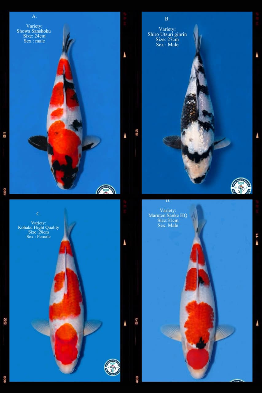 Lelang Koi Online, Jual Beli Ikan Koi, Pasar Koi Terbaik, Agen Lelang Koi, Penawaran Koi Berkualitas, Harga Jual Koi, Lelang Ikan Koi Import, Beli Koi Online, Jual Koi Murah, Koi Showroom, Penjual Koi Terpercaya, Lelang Koi Jakarta, Jual Koi Lokal, Koi Kualitas Unggul, Harga Terbaik Koi, Jual Koi Indukan, Lelang Ikan Hias Koi, Pasar Koi Indonesia, Beli Koi Berkualitas Tinggi, Koi Farm Terbesar, Jual Beli Koi Impor, Lelang Ikan Koi Kualitas Premium, Daftar Harga Koi Terbaru, Pusat Jual Beli Koi, Info Lelang Koi Hari Ini.