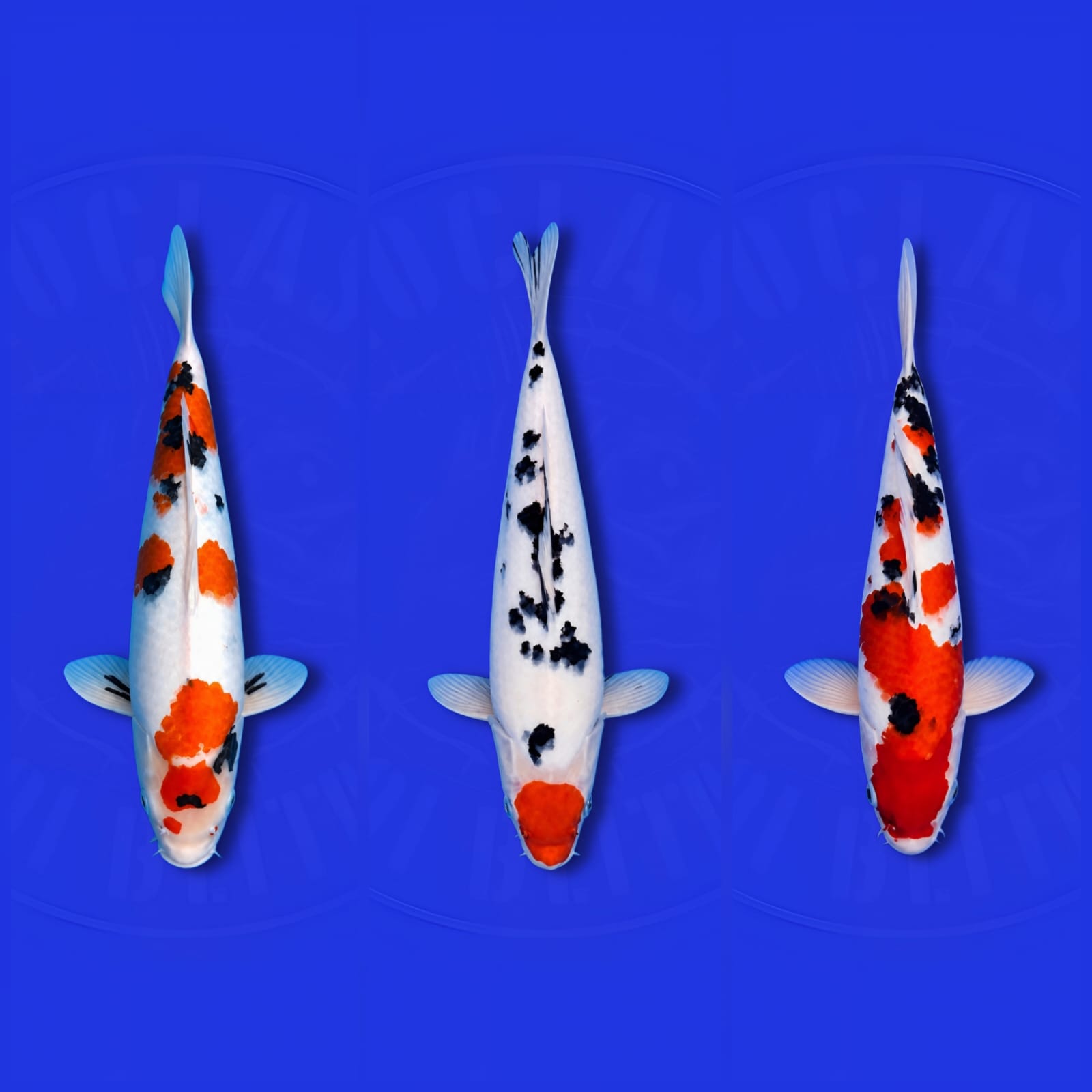 Lelang Koi Online, Jual Beli Ikan Koi, Pasar Koi Terbaik, Agen Lelang Koi, Penawaran Koi Berkualitas, Harga Jual Koi, Lelang Ikan Koi Import, Beli Koi Online, Jual Koi Murah, Koi Showroom, Penjual Koi Terpercaya, Lelang Koi Jakarta, Jual Koi Lokal, Koi Kualitas Unggul, Harga Terbaik Koi, Jual Koi Indukan, Lelang Ikan Hias Koi, Pasar Koi Indonesia, Beli Koi Berkualitas Tinggi, Koi Farm Terbesar, Jual Beli Koi Impor, Lelang Ikan Koi Kualitas Premium, Daftar Harga Koi Terbaru, Pusat Jual Beli Koi, Info Lelang Koi Hari Ini.