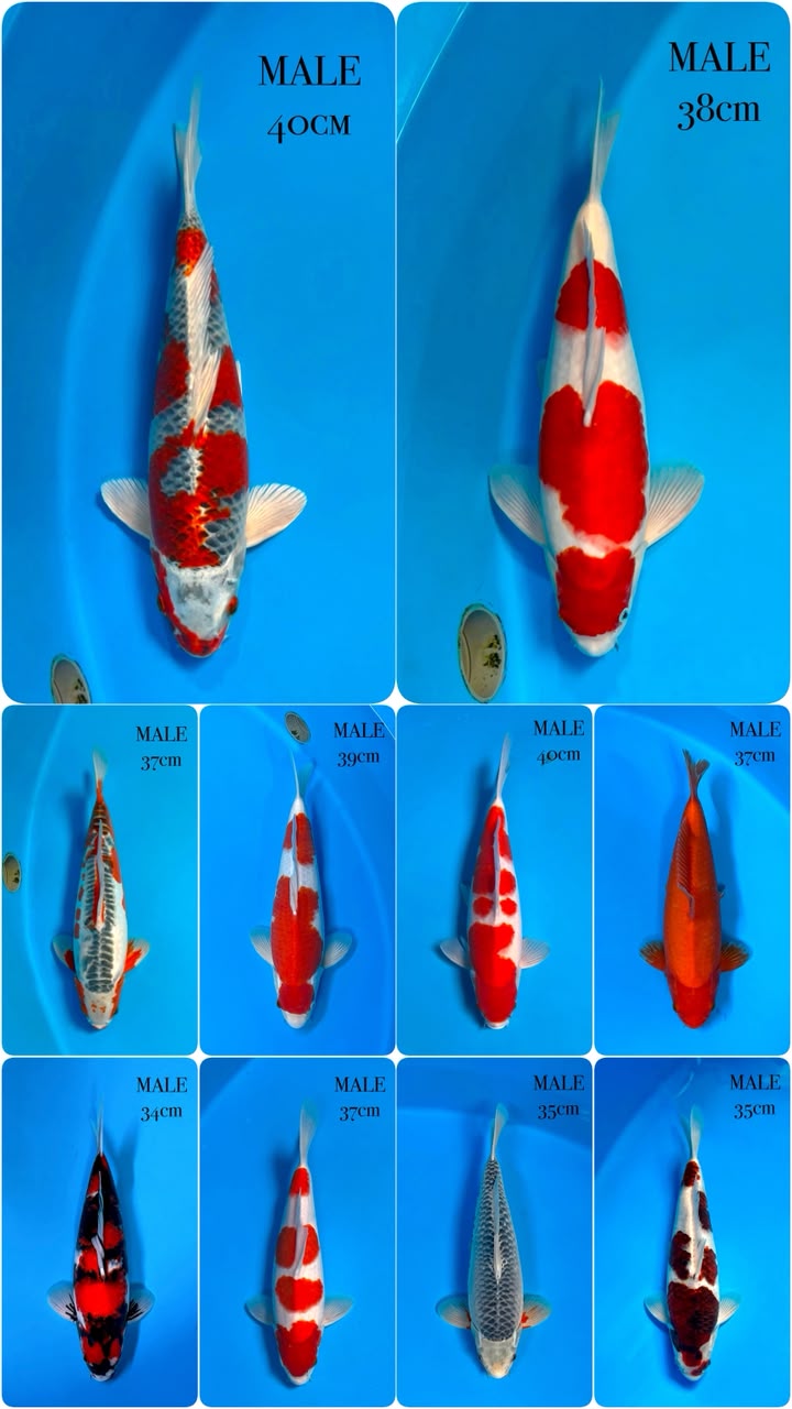 Lelang Koi Online, Jual Beli Ikan Koi, Pasar Koi Terbaik, Agen Lelang Koi, Penawaran Koi Berkualitas, Harga Jual Koi, Lelang Ikan Koi Import, Beli Koi Online, Jual Koi Murah, Koi Showroom, Penjual Koi Terpercaya, Lelang Koi Jakarta, Jual Koi Lokal, Koi Kualitas Unggul, Harga Terbaik Koi, Jual Koi Indukan, Lelang Ikan Hias Koi, Pasar Koi Indonesia, Beli Koi Berkualitas Tinggi, Koi Farm Terbesar, Jual Beli Koi Impor, Lelang Ikan Koi Kualitas Premium, Daftar Harga Koi Terbaru, Pusat Jual Beli Koi, Info Lelang Koi Hari Ini.