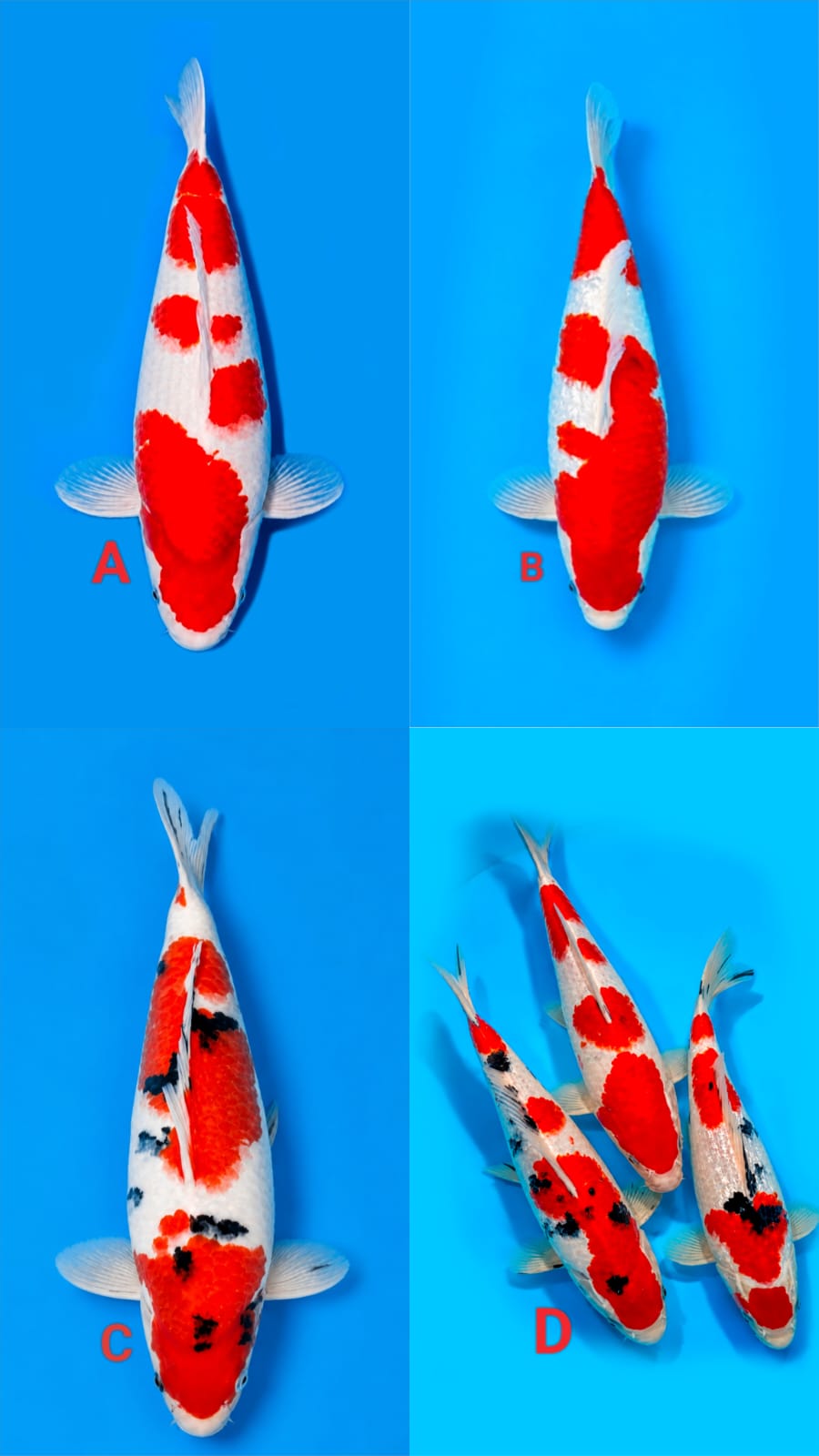 Lelang Koi Online, Jual Beli Ikan Koi, Pasar Koi Terbaik, Agen Lelang Koi, Penawaran Koi Berkualitas, Harga Jual Koi, Lelang Ikan Koi Import, Beli Koi Online, Jual Koi Murah, Koi Showroom, Penjual Koi Terpercaya, Lelang Koi Jakarta, Jual Koi Lokal, Koi Kualitas Unggul, Harga Terbaik Koi, Jual Koi Indukan, Lelang Ikan Hias Koi, Pasar Koi Indonesia, Beli Koi Berkualitas Tinggi, Koi Farm Terbesar, Jual Beli Koi Impor, Lelang Ikan Koi Kualitas Premium, Daftar Harga Koi Terbaru, Pusat Jual Beli Koi, Info Lelang Koi Hari Ini.