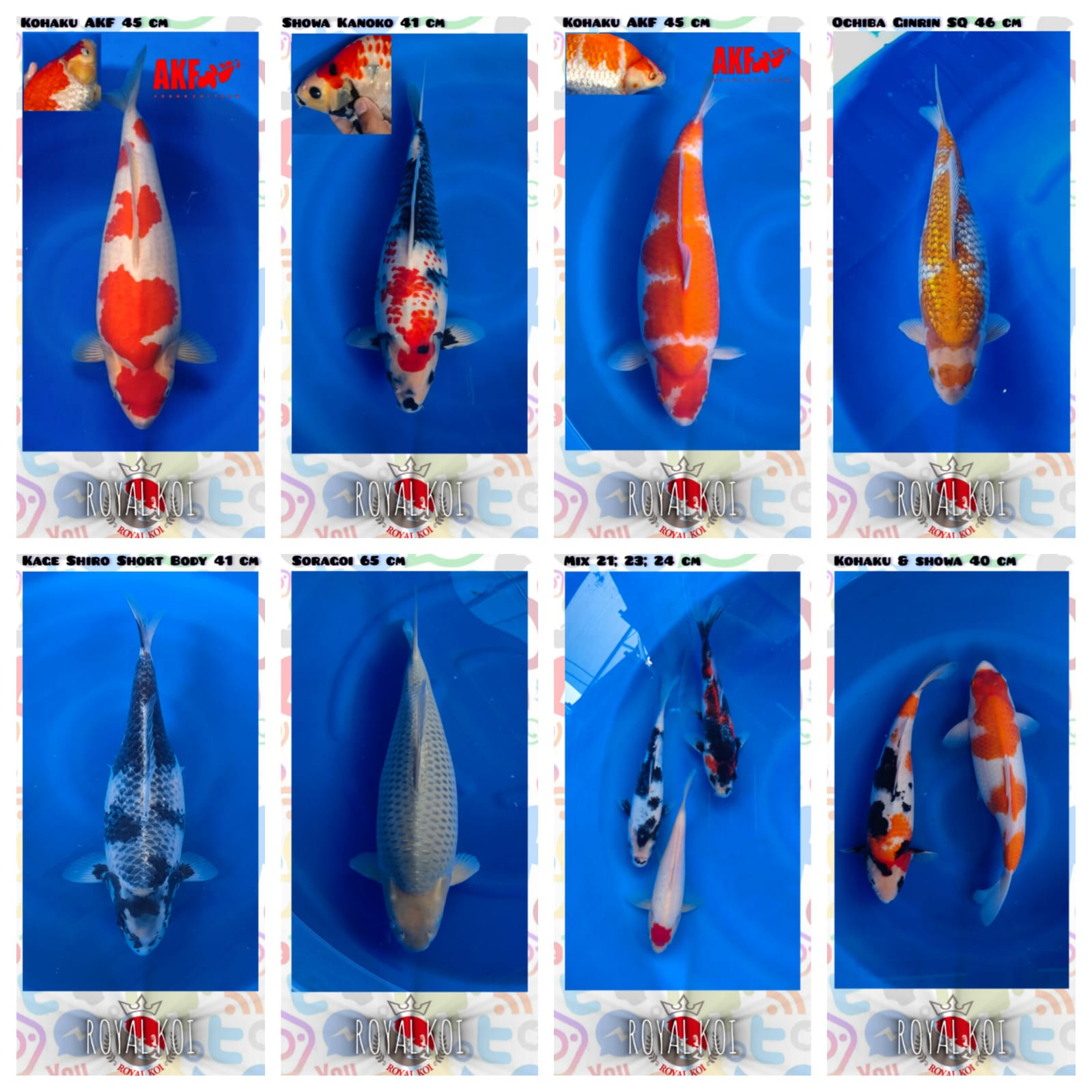 Lelang Koi Online, Jual Beli Ikan Koi, Pasar Koi Terbaik, Agen Lelang Koi, Penawaran Koi Berkualitas, Harga Jual Koi, Lelang Ikan Koi Import, Beli Koi Online, Jual Koi Murah, Koi Showroom, Penjual Koi Terpercaya, Lelang Koi Jakarta, Jual Koi Lokal, Koi Kualitas Unggul, Harga Terbaik Koi, Jual Koi Indukan, Lelang Ikan Hias Koi, Pasar Koi Indonesia, Beli Koi Berkualitas Tinggi, Koi Farm Terbesar, Jual Beli Koi Impor, Lelang Ikan Koi Kualitas Premium, Daftar Harga Koi Terbaru, Pusat Jual Beli Koi, Info Lelang Koi Hari Ini.