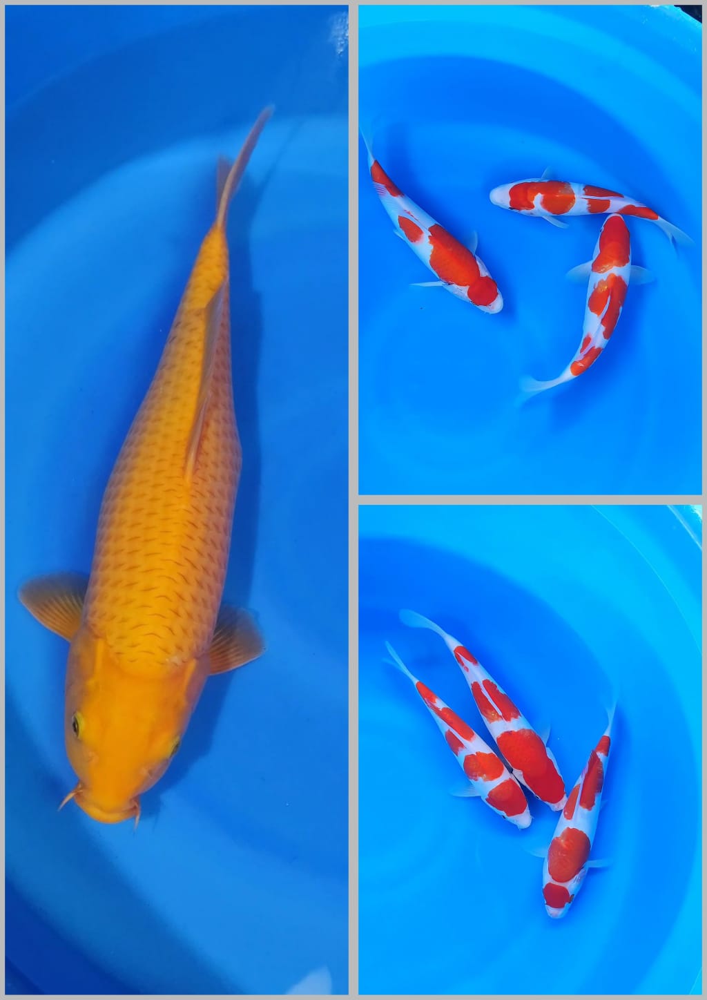 Lelang Koi Online, Jual Beli Ikan Koi, Pasar Koi Terbaik, Agen Lelang Koi, Penawaran Koi Berkualitas, Harga Jual Koi, Lelang Ikan Koi Import, Beli Koi Online, Jual Koi Murah, Koi Showroom, Penjual Koi Terpercaya, Lelang Koi Jakarta, Jual Koi Lokal, Koi Kualitas Unggul, Harga Terbaik Koi, Jual Koi Indukan, Lelang Ikan Hias Koi, Pasar Koi Indonesia, Beli Koi Berkualitas Tinggi, Koi Farm Terbesar, Jual Beli Koi Impor, Lelang Ikan Koi Kualitas Premium, Daftar Harga Koi Terbaru, Pusat Jual Beli Koi, Info Lelang Koi Hari Ini.