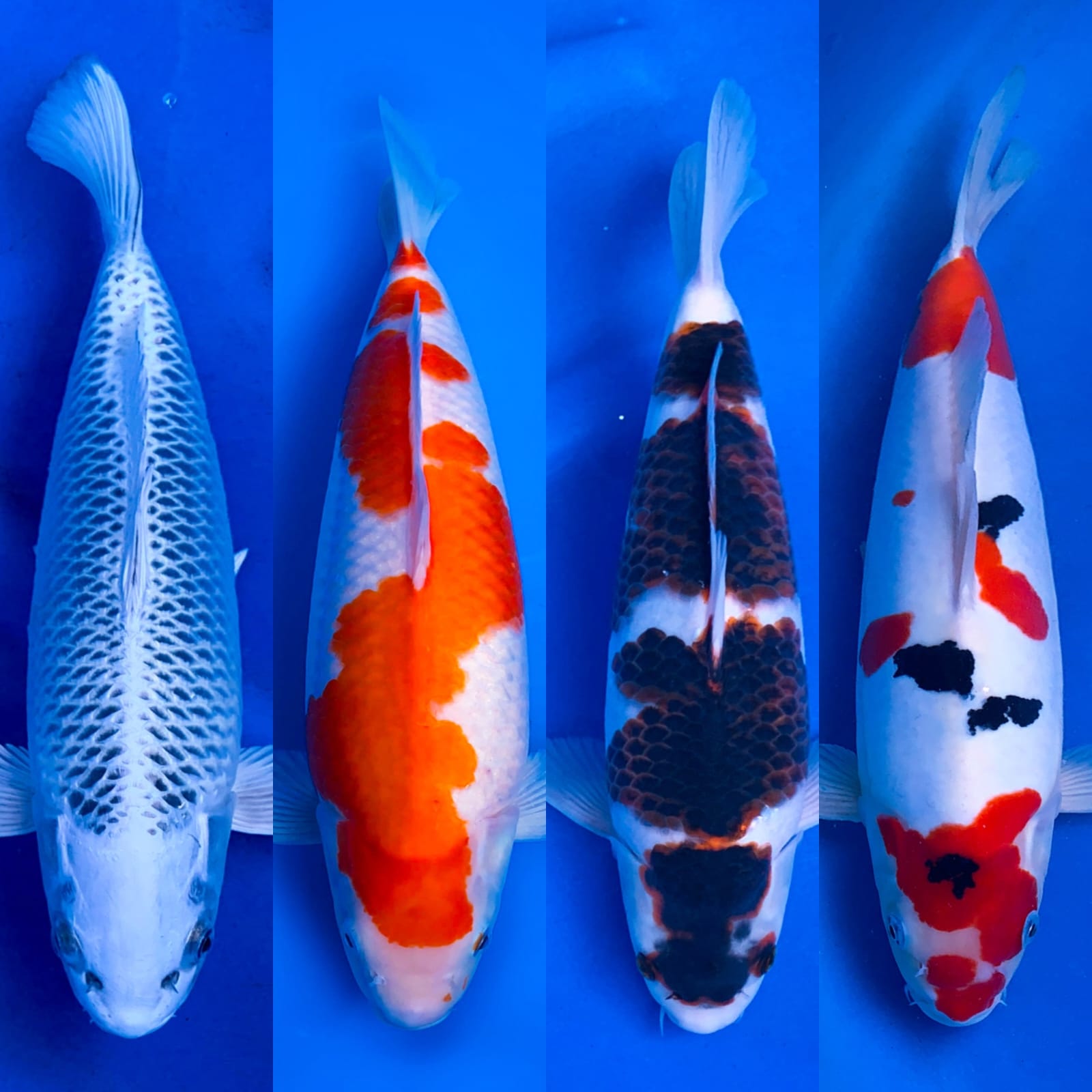 Lelang Koi Online, Jual Beli Ikan Koi, Pasar Koi Terbaik, Agen Lelang Koi, Penawaran Koi Berkualitas, Harga Jual Koi, Lelang Ikan Koi Import, Beli Koi Online, Jual Koi Murah, Koi Showroom, Penjual Koi Terpercaya, Lelang Koi Jakarta, Jual Koi Lokal, Koi Kualitas Unggul, Harga Terbaik Koi, Jual Koi Indukan, Lelang Ikan Hias Koi, Pasar Koi Indonesia, Beli Koi Berkualitas Tinggi, Koi Farm Terbesar, Jual Beli Koi Impor, Lelang Ikan Koi Kualitas Premium, Daftar Harga Koi Terbaru, Pusat Jual Beli Koi, Info Lelang Koi Hari Ini.