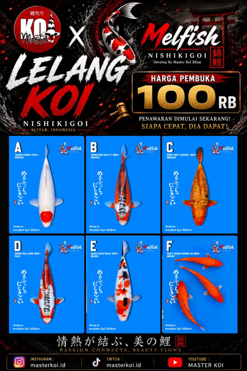 Lelang Koi Online, Jual Beli Ikan Koi, Pasar Koi Terbaik, Agen Lelang Koi, Penawaran Koi Berkualitas, Harga Jual Koi, Lelang Ikan Koi Import, Beli Koi Online, Jual Koi Murah, Koi Showroom, Penjual Koi Terpercaya, Lelang Koi Jakarta, Jual Koi Lokal, Koi Kualitas Unggul, Harga Terbaik Koi, Jual Koi Indukan, Lelang Ikan Hias Koi, Pasar Koi Indonesia, Beli Koi Berkualitas Tinggi, Koi Farm Terbesar, Jual Beli Koi Impor, Lelang Ikan Koi Kualitas Premium, Daftar Harga Koi Terbaru, Pusat Jual Beli Koi, Info Lelang Koi Hari Ini.