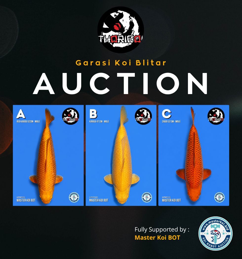 Lelang Koi Online, Jual Beli Ikan Koi, Pasar Koi Terbaik, Agen Lelang Koi, Penawaran Koi Berkualitas, Harga Jual Koi, Lelang Ikan Koi Import, Beli Koi Online, Jual Koi Murah, Koi Showroom, Penjual Koi Terpercaya, Lelang Koi Jakarta, Jual Koi Lokal, Koi Kualitas Unggul, Harga Terbaik Koi, Jual Koi Indukan, Lelang Ikan Hias Koi, Pasar Koi Indonesia, Beli Koi Berkualitas Tinggi, Koi Farm Terbesar, Jual Beli Koi Impor, Lelang Ikan Koi Kualitas Premium, Daftar Harga Koi Terbaru, Pusat Jual Beli Koi, Info Lelang Koi Hari Ini.