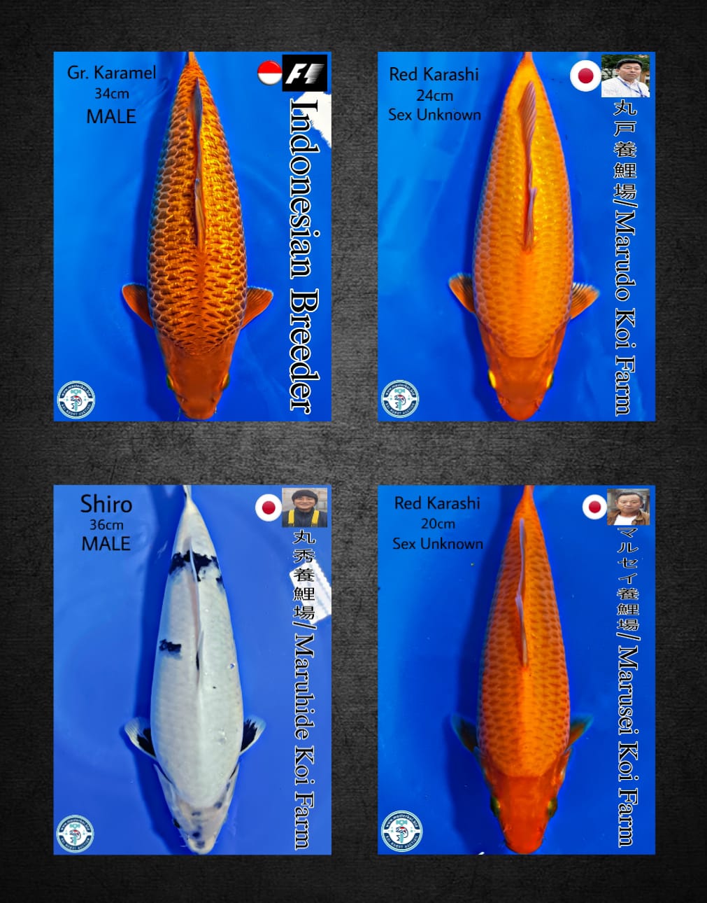 Lelang Koi Online, Jual Beli Ikan Koi, Pasar Koi Terbaik, Agen Lelang Koi, Penawaran Koi Berkualitas, Harga Jual Koi, Lelang Ikan Koi Import, Beli Koi Online, Jual Koi Murah, Koi Showroom, Penjual Koi Terpercaya, Lelang Koi Jakarta, Jual Koi Lokal, Koi Kualitas Unggul, Harga Terbaik Koi, Jual Koi Indukan, Lelang Ikan Hias Koi, Pasar Koi Indonesia, Beli Koi Berkualitas Tinggi, Koi Farm Terbesar, Jual Beli Koi Impor, Lelang Ikan Koi Kualitas Premium, Daftar Harga Koi Terbaru, Pusat Jual Beli Koi, Info Lelang Koi Hari Ini.