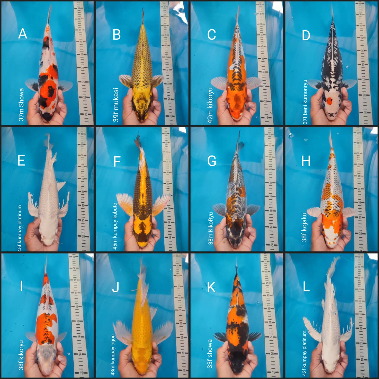 Lelang Koi Online, Jual Beli Ikan Koi, Pasar Koi Terbaik, Agen Lelang Koi, Penawaran Koi Berkualitas, Harga Jual Koi, Lelang Ikan Koi Import, Beli Koi Online, Jual Koi Murah, Koi Showroom, Penjual Koi Terpercaya, Lelang Koi Jakarta, Jual Koi Lokal, Koi Kualitas Unggul, Harga Terbaik Koi, Jual Koi Indukan, Lelang Ikan Hias Koi, Pasar Koi Indonesia, Beli Koi Berkualitas Tinggi, Koi Farm Terbesar, Jual Beli Koi Impor, Lelang Ikan Koi Kualitas Premium, Daftar Harga Koi Terbaru, Pusat Jual Beli Koi, Info Lelang Koi Hari Ini.