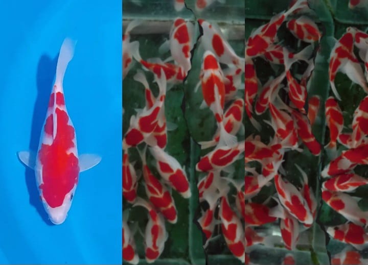 Lelang Koi Online, Jual Beli Ikan Koi, Pasar Koi Terbaik, Agen Lelang Koi, Penawaran Koi Berkualitas, Harga Jual Koi, Lelang Ikan Koi Import, Beli Koi Online, Jual Koi Murah, Koi Showroom, Penjual Koi Terpercaya, Lelang Koi Jakarta, Jual Koi Lokal, Koi Kualitas Unggul, Harga Terbaik Koi, Jual Koi Indukan, Lelang Ikan Hias Koi, Pasar Koi Indonesia, Beli Koi Berkualitas Tinggi, Koi Farm Terbesar, Jual Beli Koi Impor, Lelang Ikan Koi Kualitas Premium, Daftar Harga Koi Terbaru, Pusat Jual Beli Koi, Info Lelang Koi Hari Ini.
