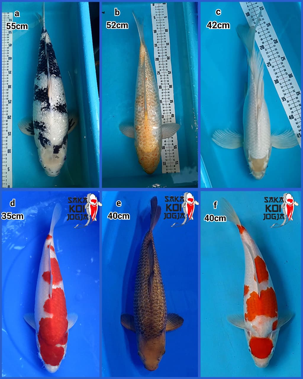 Lelang Koi Online, Jual Beli Ikan Koi, Pasar Koi Terbaik, Agen Lelang Koi, Penawaran Koi Berkualitas, Harga Jual Koi, Lelang Ikan Koi Import, Beli Koi Online, Jual Koi Murah, Koi Showroom, Penjual Koi Terpercaya, Lelang Koi Jakarta, Jual Koi Lokal, Koi Kualitas Unggul, Harga Terbaik Koi, Jual Koi Indukan, Lelang Ikan Hias Koi, Pasar Koi Indonesia, Beli Koi Berkualitas Tinggi, Koi Farm Terbesar, Jual Beli Koi Impor, Lelang Ikan Koi Kualitas Premium, Daftar Harga Koi Terbaru, Pusat Jual Beli Koi, Info Lelang Koi Hari Ini.