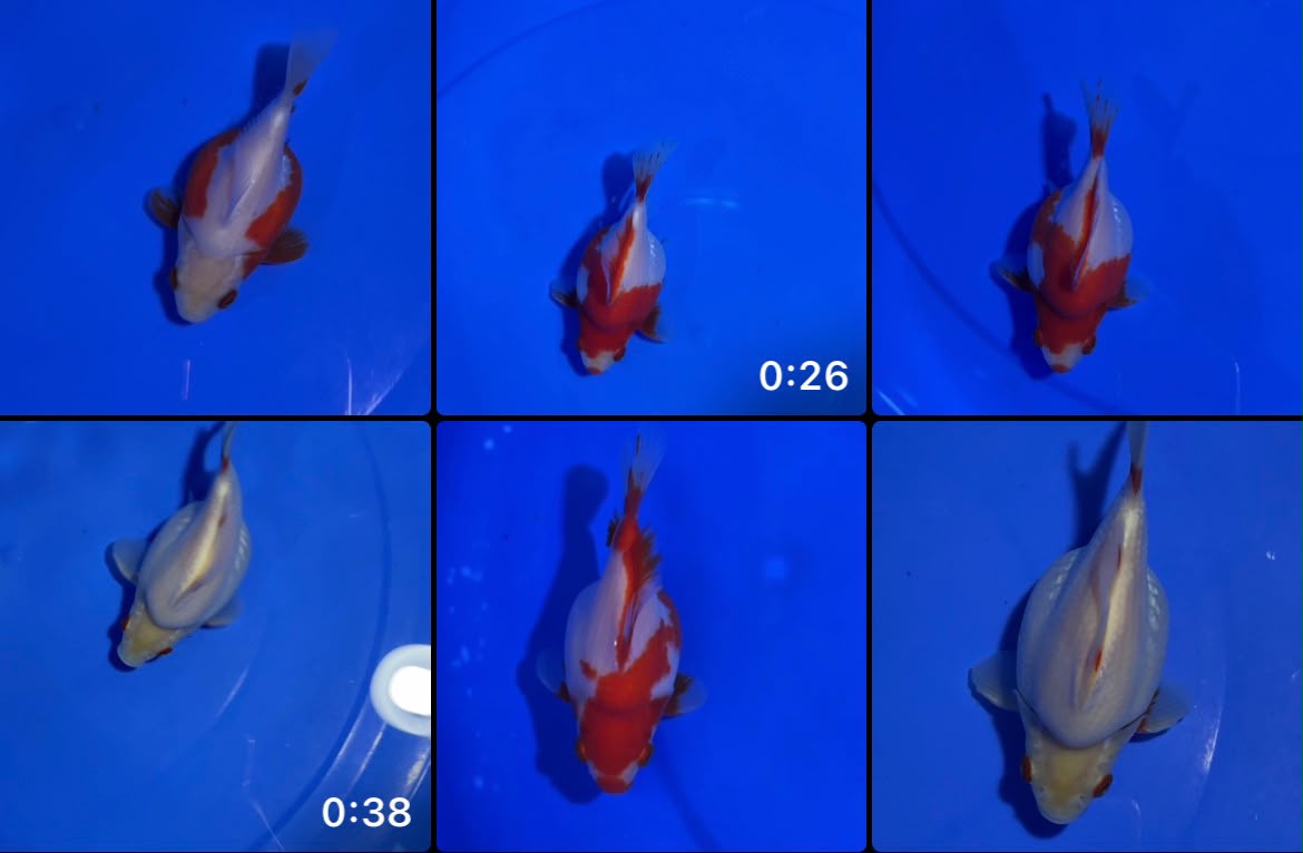Lelang Koi Online, Jual Beli Ikan Koi, Pasar Koi Terbaik, Agen Lelang Koi, Penawaran Koi Berkualitas, Harga Jual Koi, Lelang Ikan Koi Import, Beli Koi Online, Jual Koi Murah, Koi Showroom, Penjual Koi Terpercaya, Lelang Koi Jakarta, Jual Koi Lokal, Koi Kualitas Unggul, Harga Terbaik Koi, Jual Koi Indukan, Lelang Ikan Hias Koi, Pasar Koi Indonesia, Beli Koi Berkualitas Tinggi, Koi Farm Terbesar, Jual Beli Koi Impor, Lelang Ikan Koi Kualitas Premium, Daftar Harga Koi Terbaru, Pusat Jual Beli Koi, Info Lelang Koi Hari Ini.