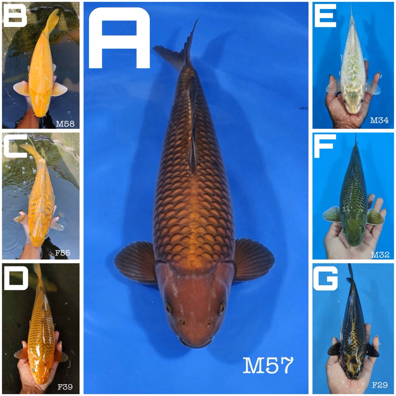 Lelang Koi Online, Jual Beli Ikan Koi, Pasar Koi Terbaik, Agen Lelang Koi, Penawaran Koi Berkualitas, Harga Jual Koi, Lelang Ikan Koi Import, Beli Koi Online, Jual Koi Murah, Koi Showroom, Penjual Koi Terpercaya, Lelang Koi Jakarta, Jual Koi Lokal, Koi Kualitas Unggul, Harga Terbaik Koi, Jual Koi Indukan, Lelang Ikan Hias Koi, Pasar Koi Indonesia, Beli Koi Berkualitas Tinggi, Koi Farm Terbesar, Jual Beli Koi Impor, Lelang Ikan Koi Kualitas Premium, Daftar Harga Koi Terbaru, Pusat Jual Beli Koi, Info Lelang Koi Hari Ini.