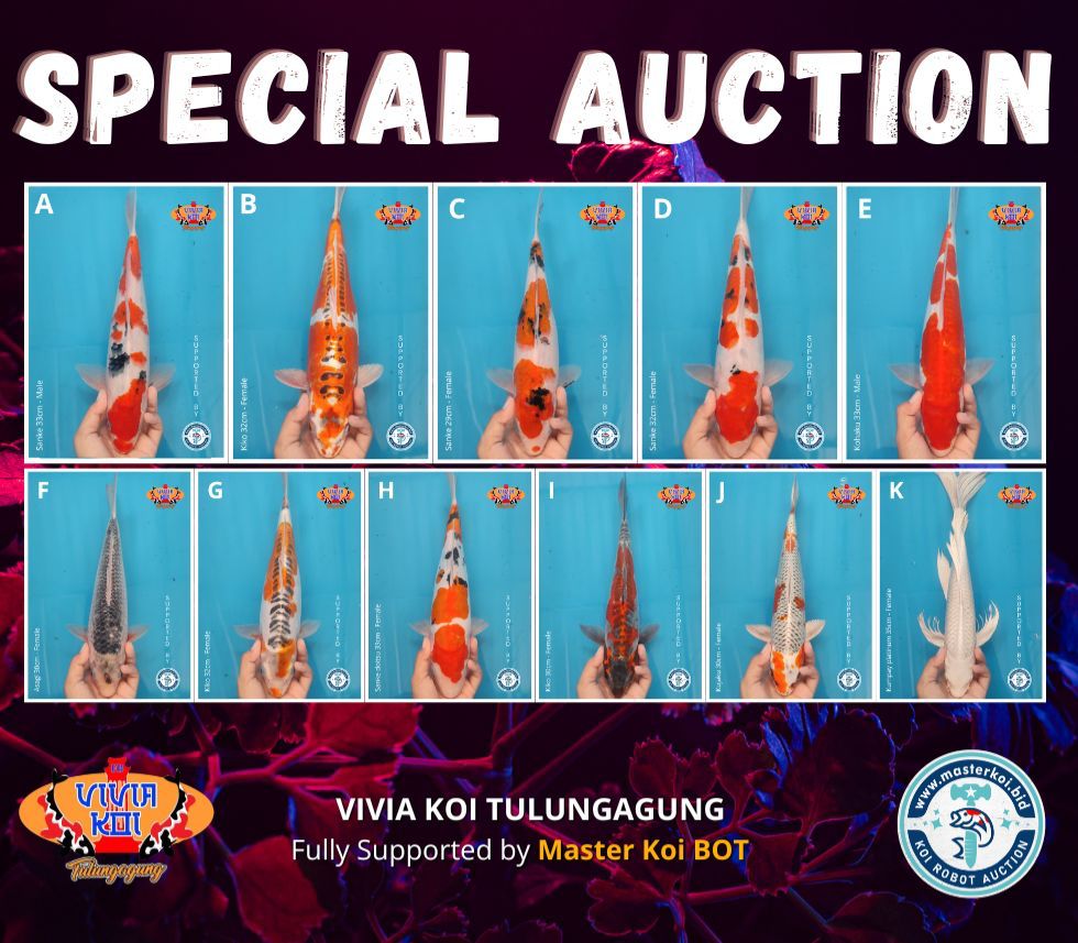 Lelang Koi Online, Jual Beli Ikan Koi, Pasar Koi Terbaik, Agen Lelang Koi, Penawaran Koi Berkualitas, Harga Jual Koi, Lelang Ikan Koi Import, Beli Koi Online, Jual Koi Murah, Koi Showroom, Penjual Koi Terpercaya, Lelang Koi Jakarta, Jual Koi Lokal, Koi Kualitas Unggul, Harga Terbaik Koi, Jual Koi Indukan, Lelang Ikan Hias Koi, Pasar Koi Indonesia, Beli Koi Berkualitas Tinggi, Koi Farm Terbesar, Jual Beli Koi Impor, Lelang Ikan Koi Kualitas Premium, Daftar Harga Koi Terbaru, Pusat Jual Beli Koi, Info Lelang Koi Hari Ini.