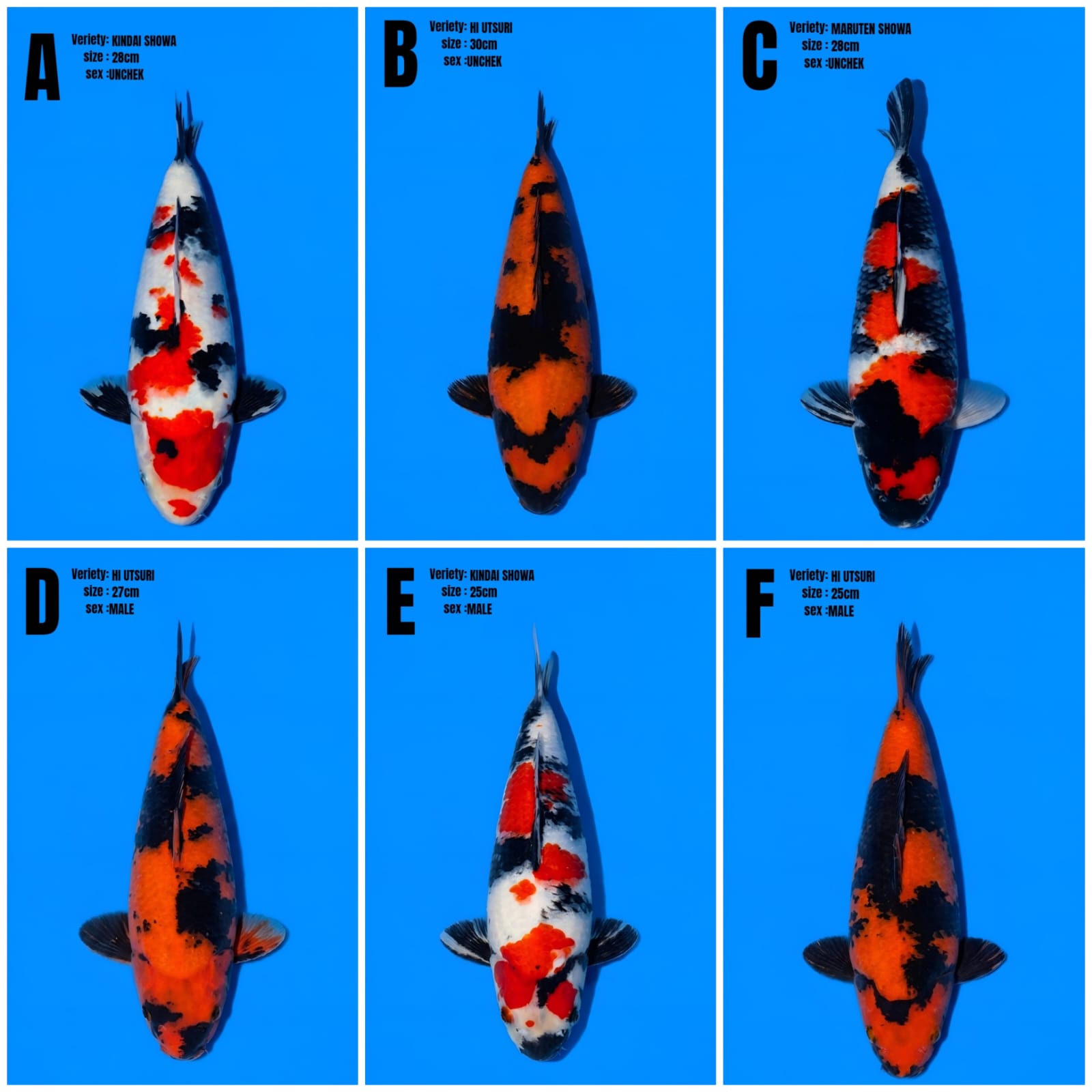 Lelang Koi Online, Jual Beli Ikan Koi, Pasar Koi Terbaik, Agen Lelang Koi, Penawaran Koi Berkualitas, Harga Jual Koi, Lelang Ikan Koi Import, Beli Koi Online, Jual Koi Murah, Koi Showroom, Penjual Koi Terpercaya, Lelang Koi Jakarta, Jual Koi Lokal, Koi Kualitas Unggul, Harga Terbaik Koi, Jual Koi Indukan, Lelang Ikan Hias Koi, Pasar Koi Indonesia, Beli Koi Berkualitas Tinggi, Koi Farm Terbesar, Jual Beli Koi Impor, Lelang Ikan Koi Kualitas Premium, Daftar Harga Koi Terbaru, Pusat Jual Beli Koi, Info Lelang Koi Hari Ini.
