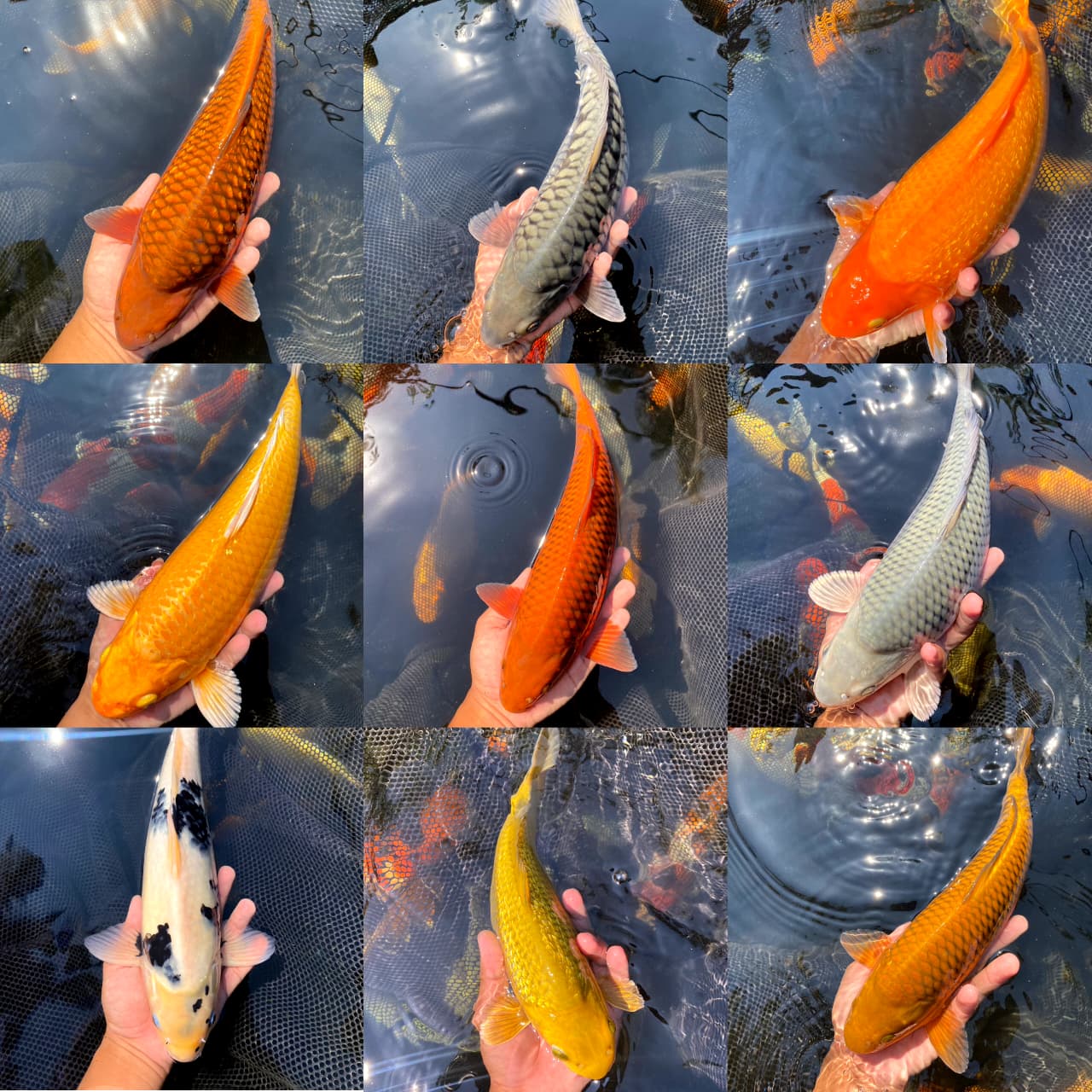 Lelang Koi Online, Jual Beli Ikan Koi, Pasar Koi Terbaik, Agen Lelang Koi, Penawaran Koi Berkualitas, Harga Jual Koi, Lelang Ikan Koi Import, Beli Koi Online, Jual Koi Murah, Koi Showroom, Penjual Koi Terpercaya, Lelang Koi Jakarta, Jual Koi Lokal, Koi Kualitas Unggul, Harga Terbaik Koi, Jual Koi Indukan, Lelang Ikan Hias Koi, Pasar Koi Indonesia, Beli Koi Berkualitas Tinggi, Koi Farm Terbesar, Jual Beli Koi Impor, Lelang Ikan Koi Kualitas Premium, Daftar Harga Koi Terbaru, Pusat Jual Beli Koi, Info Lelang Koi Hari Ini.